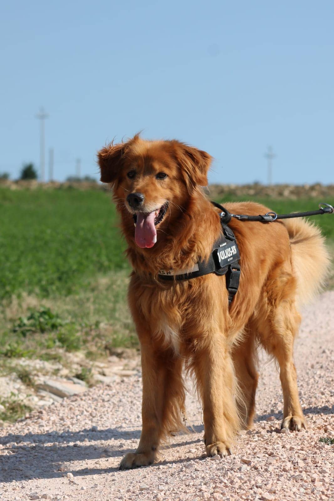 Pet photo 9