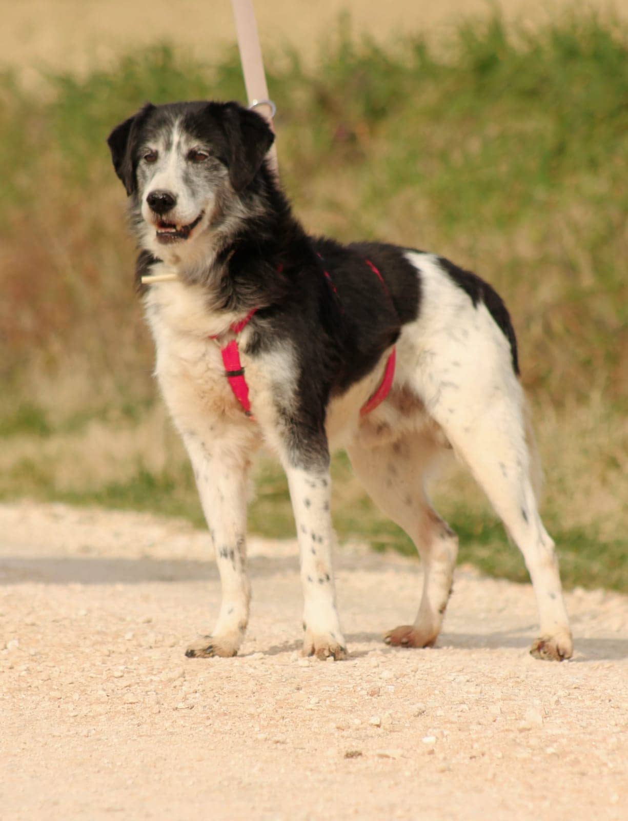 Pet photo 4