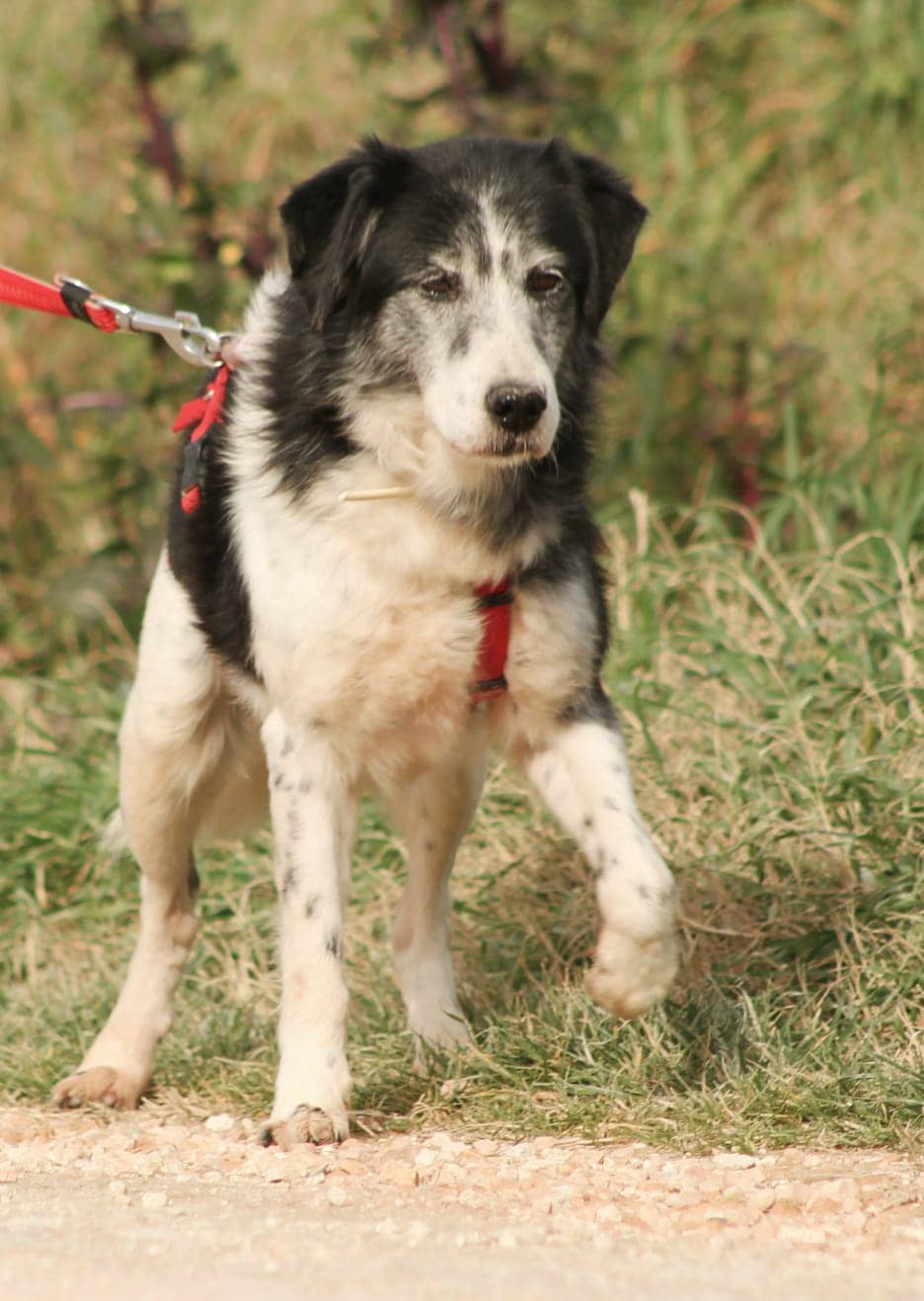 Pet photo 5