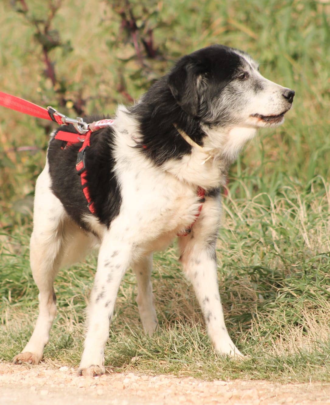 Pet photo 6