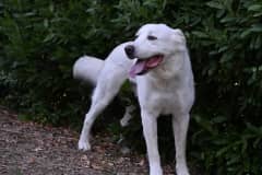 Pet photo 10