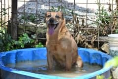 Pet photo 5