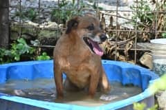 Pet photo 6