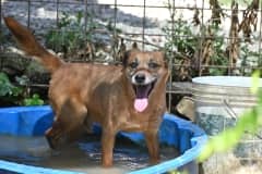 Pet photo 7