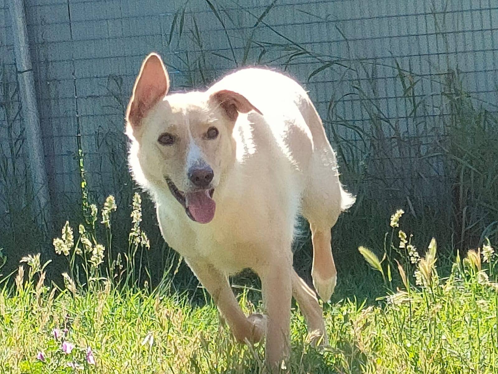 Pet photo 2