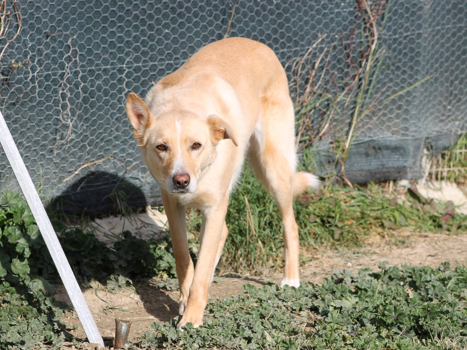 Pet photo 4