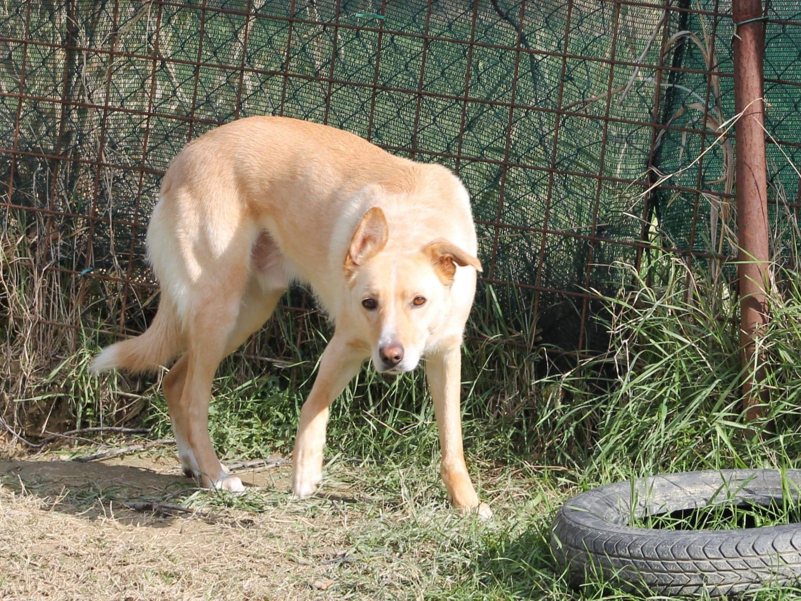 Pet photo 5