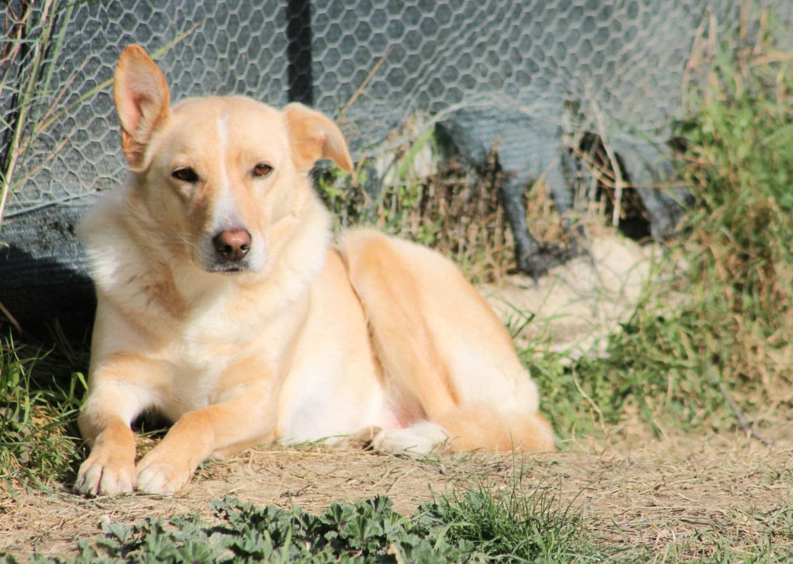 Pet photo 6