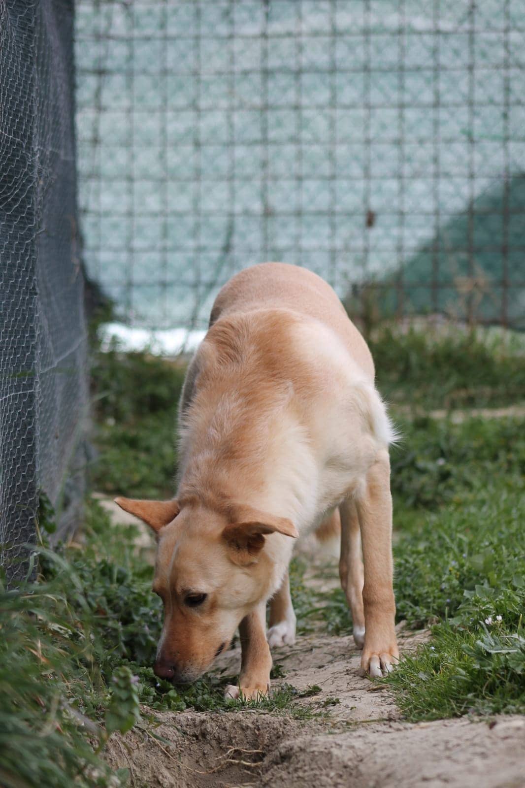 Pet photo 7