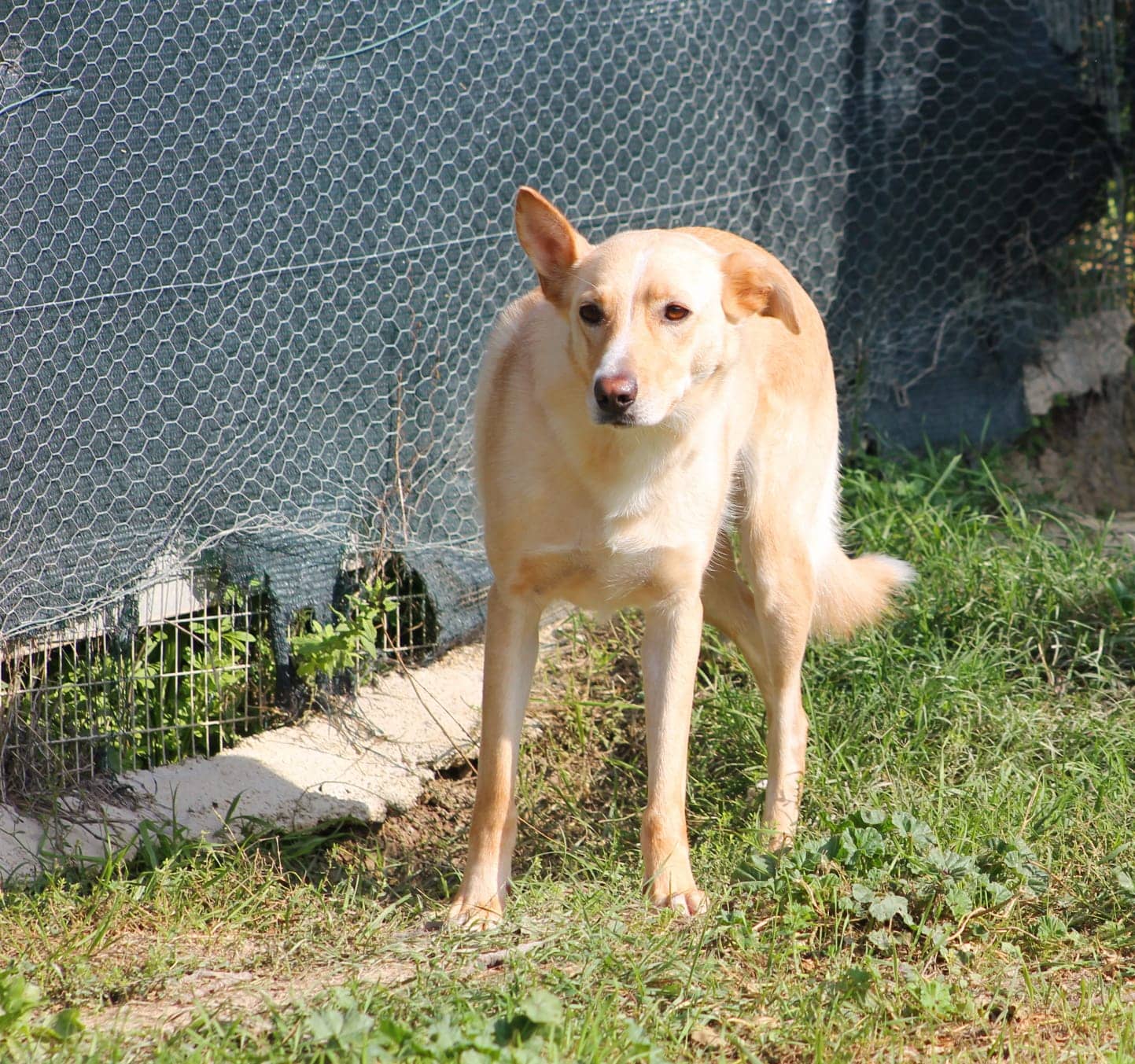 Pet photo 8