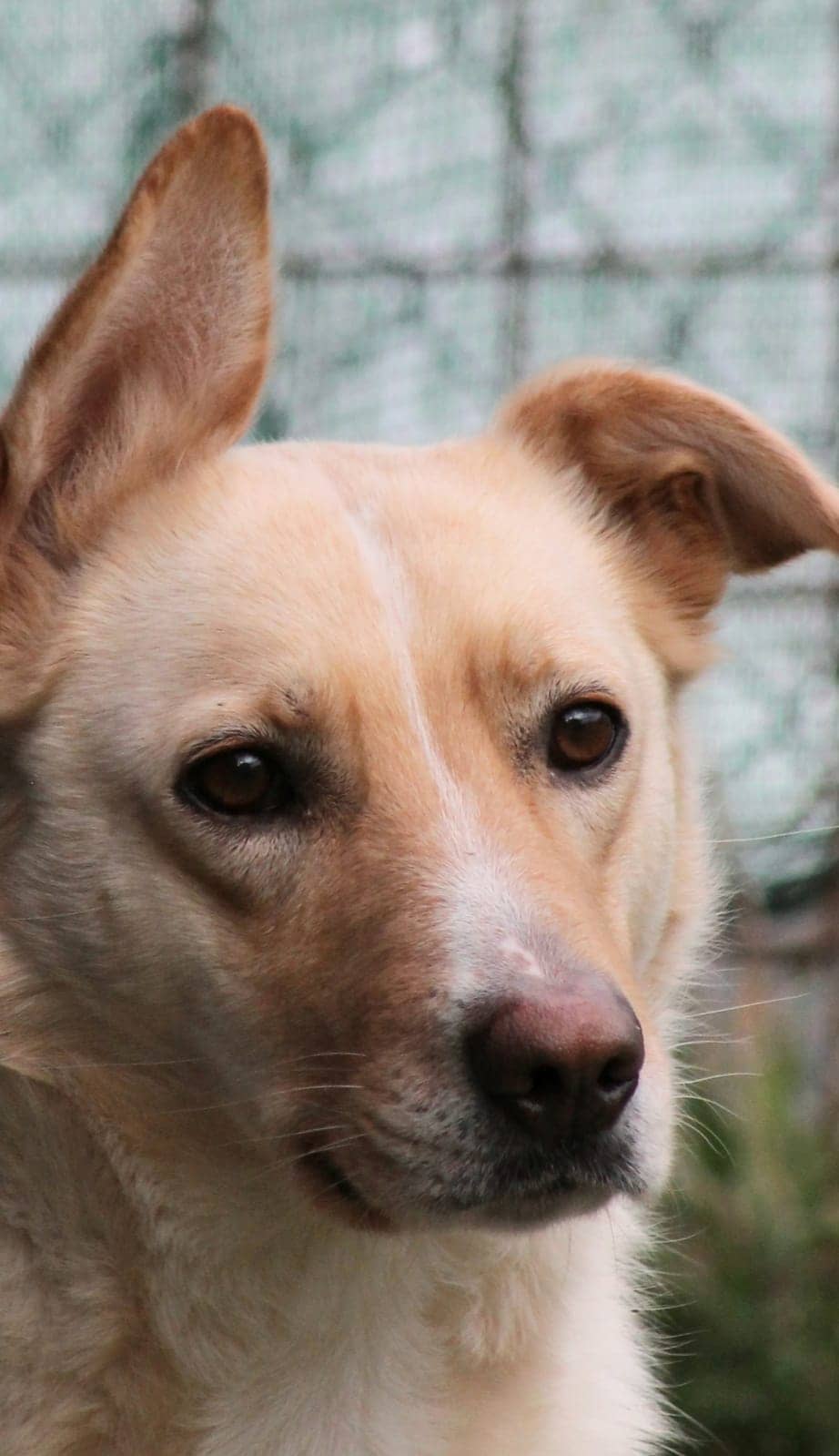 Pet photo 9