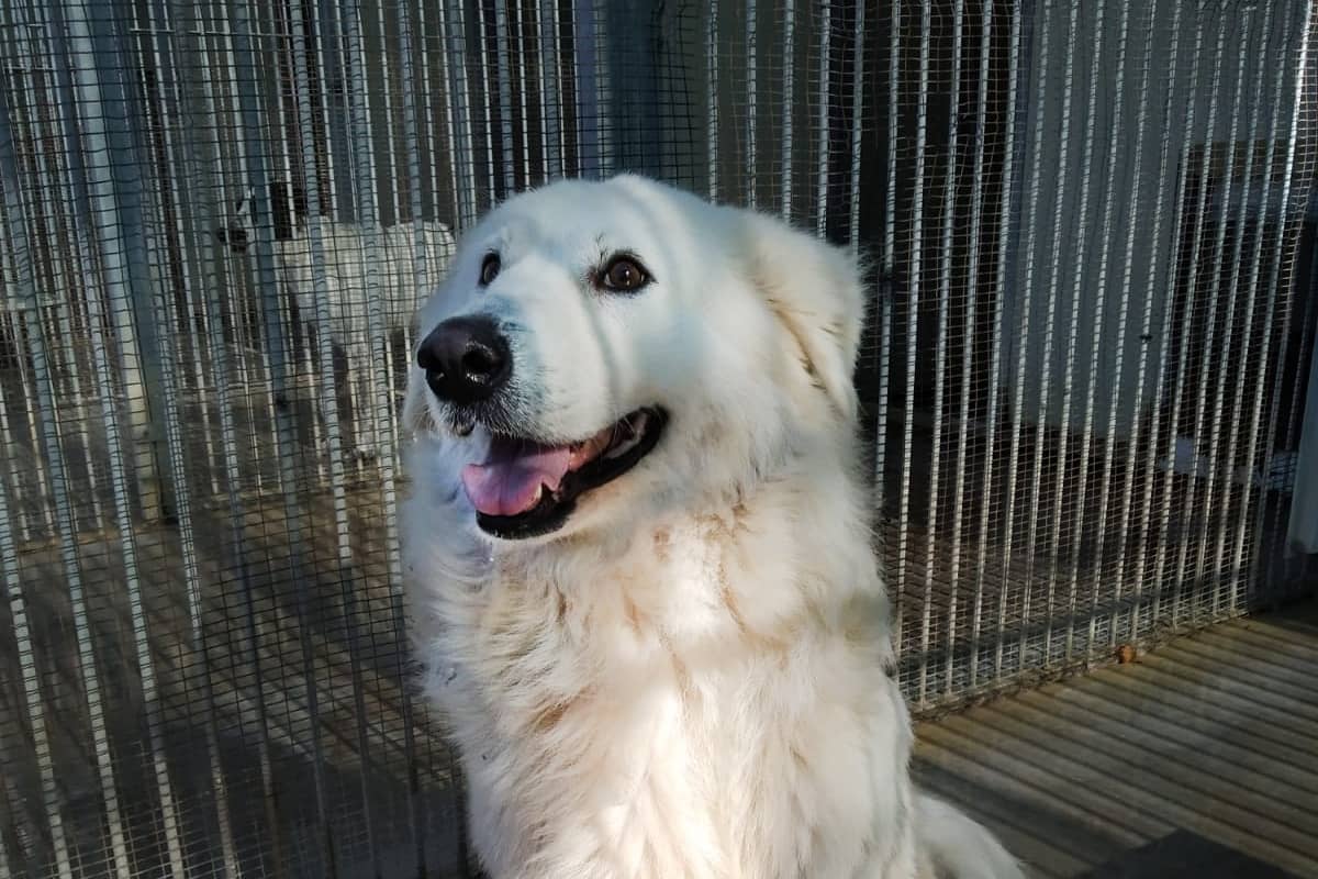 Pet photo 1