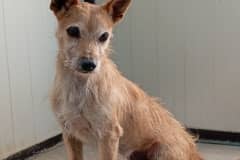 Pet photo 5