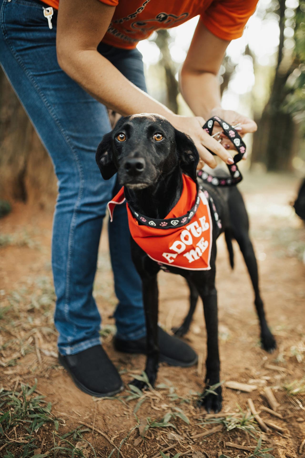 Adottare o comprare un cane: cosa cambia davvero