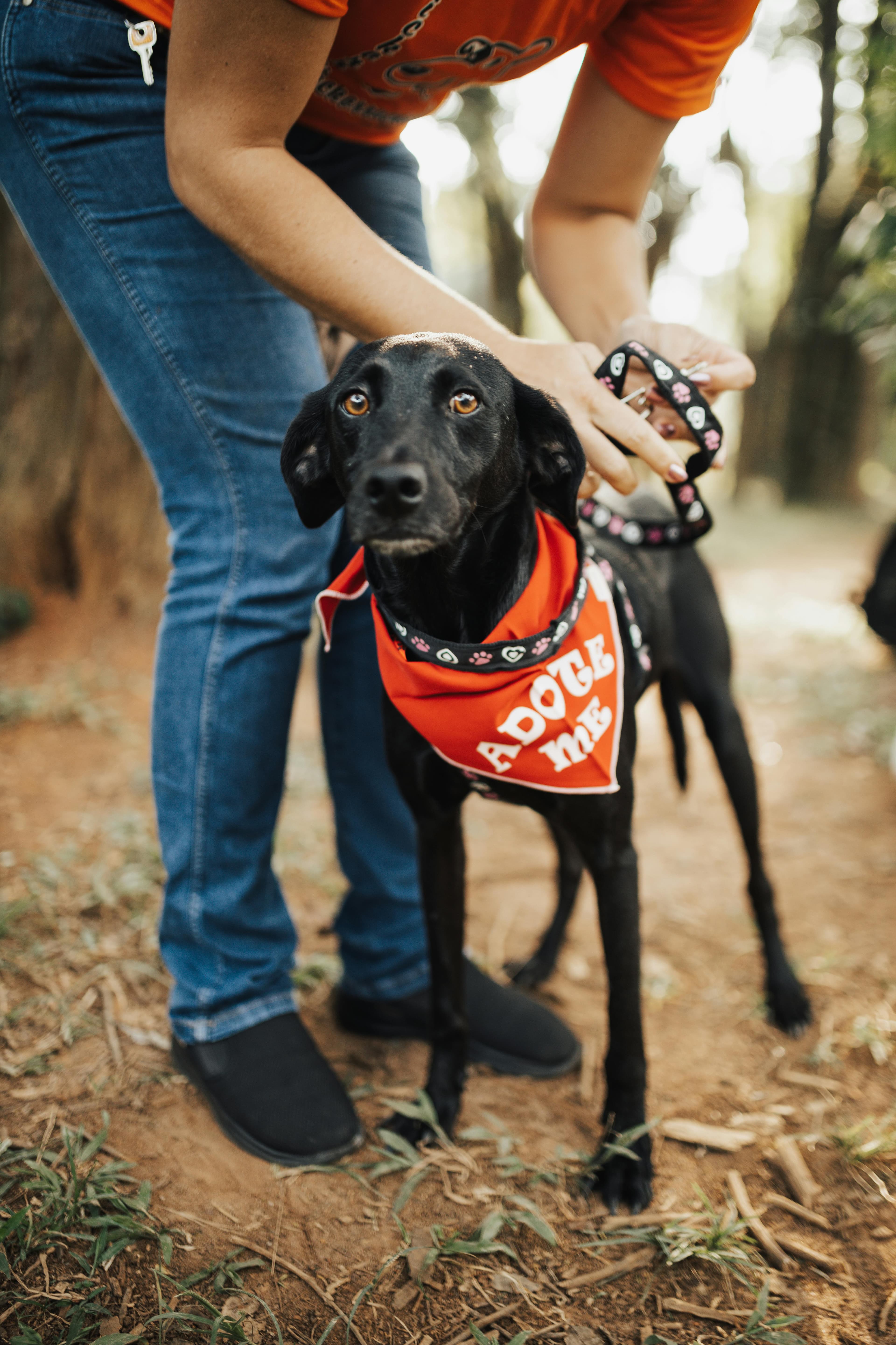 Adottare o comprare un cane: cosa cambia davvero