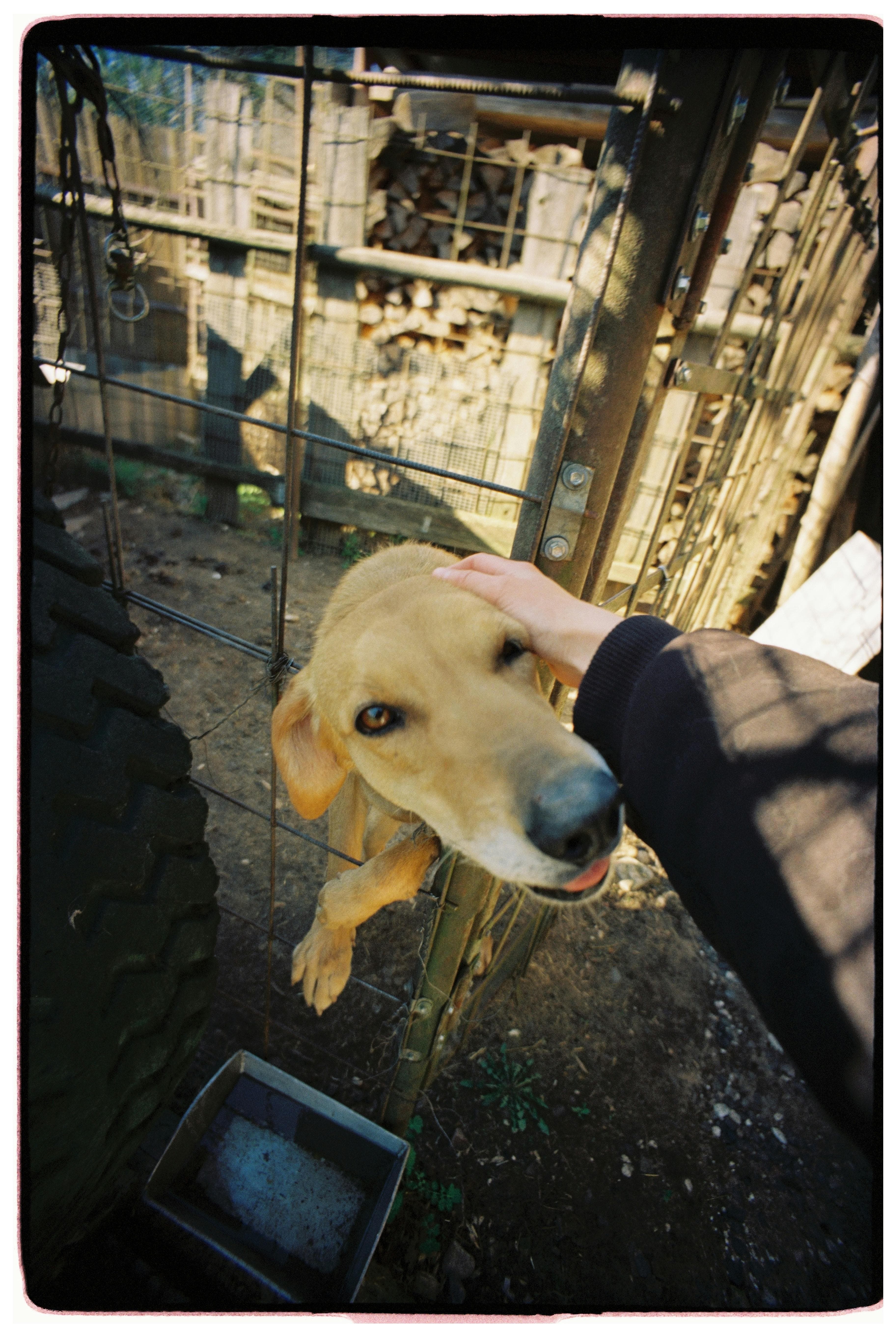 Un cane in un canile riceve una carezza attraverso le sbarre