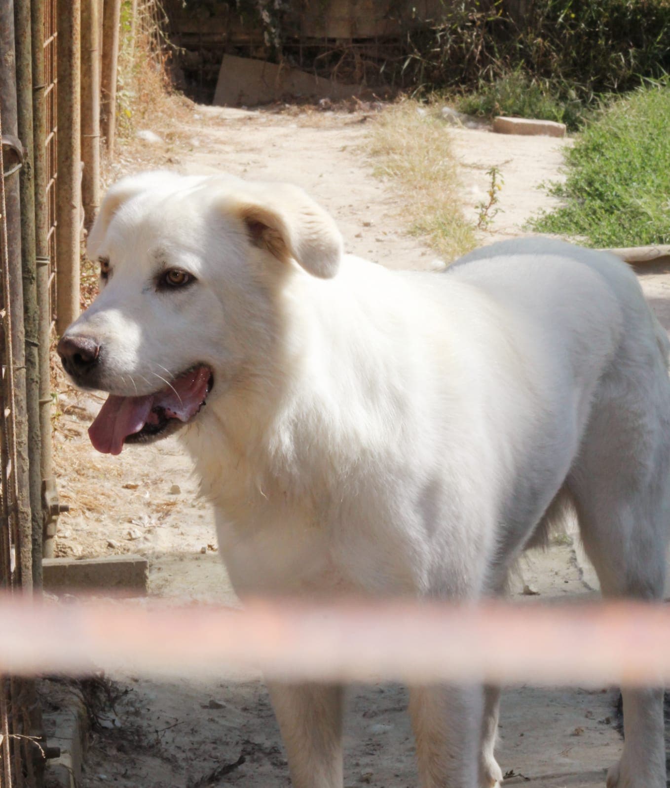 Pet photo 1