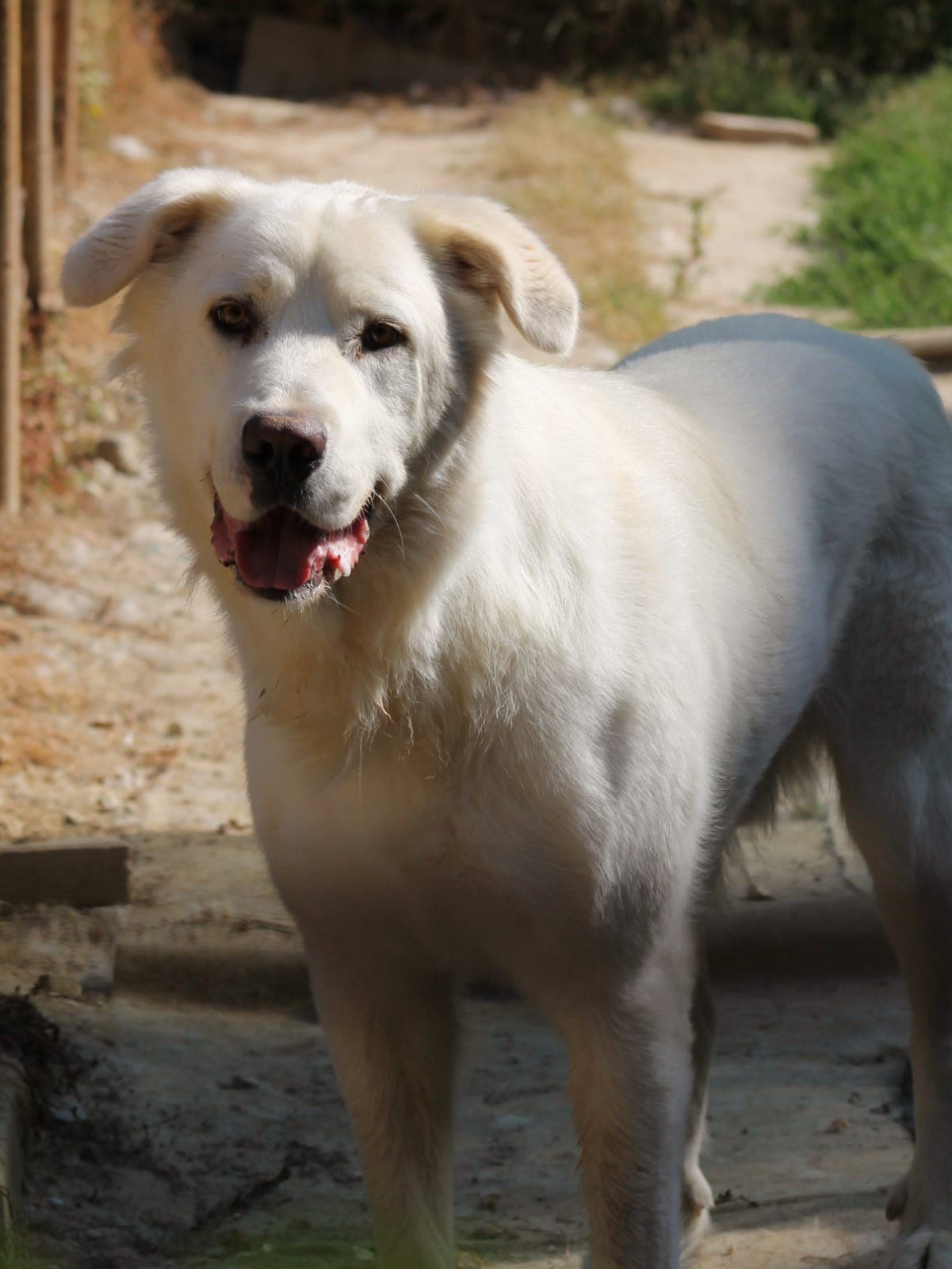 Pet photo 2