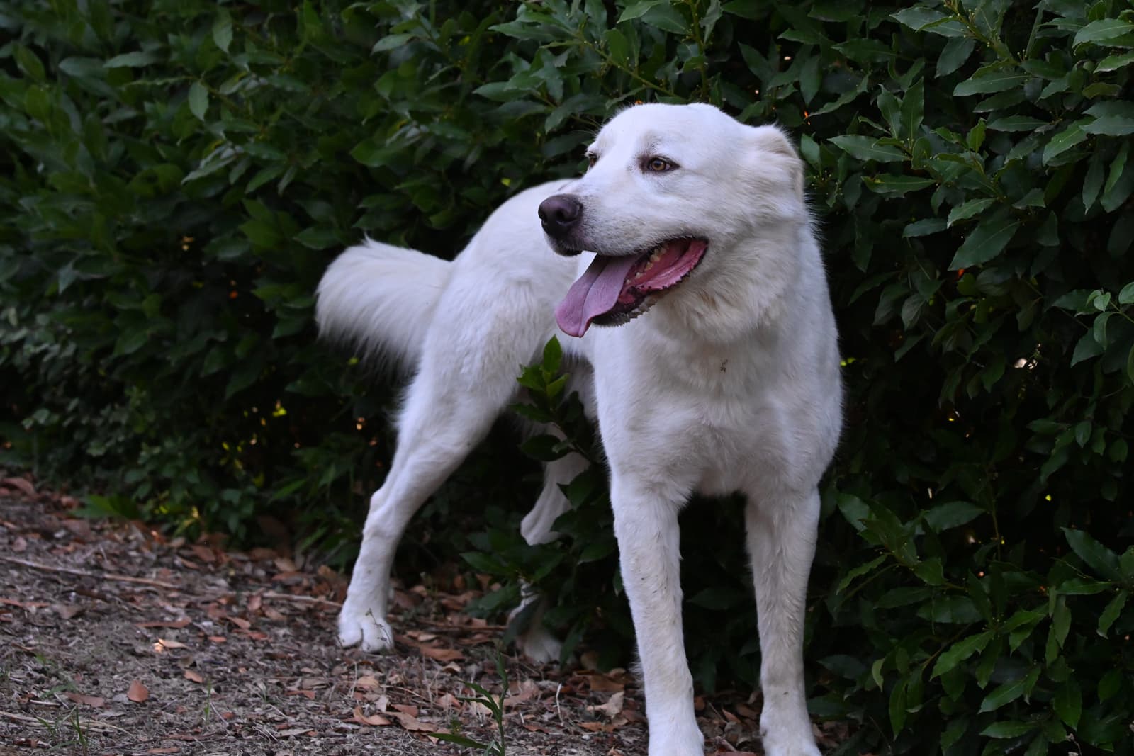 Pet photo 4