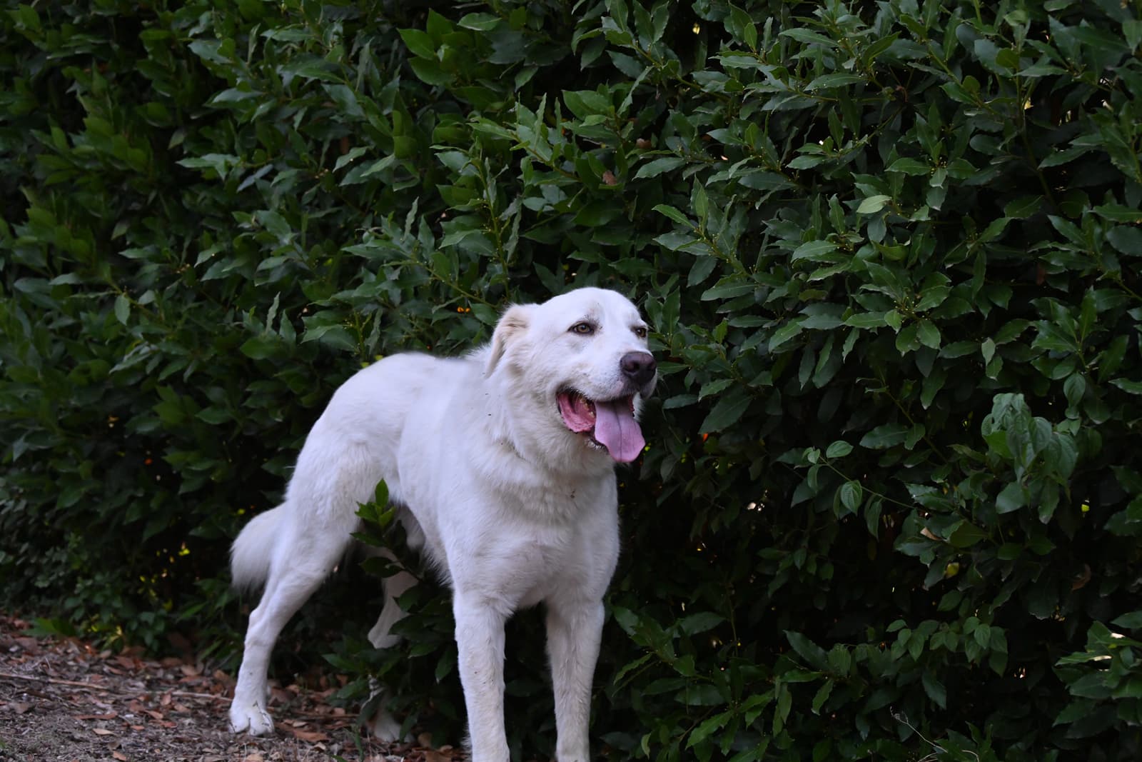 Pet photo 5