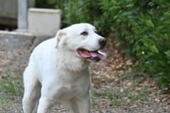 Pet photo 9