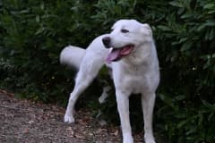 Pet photo 10