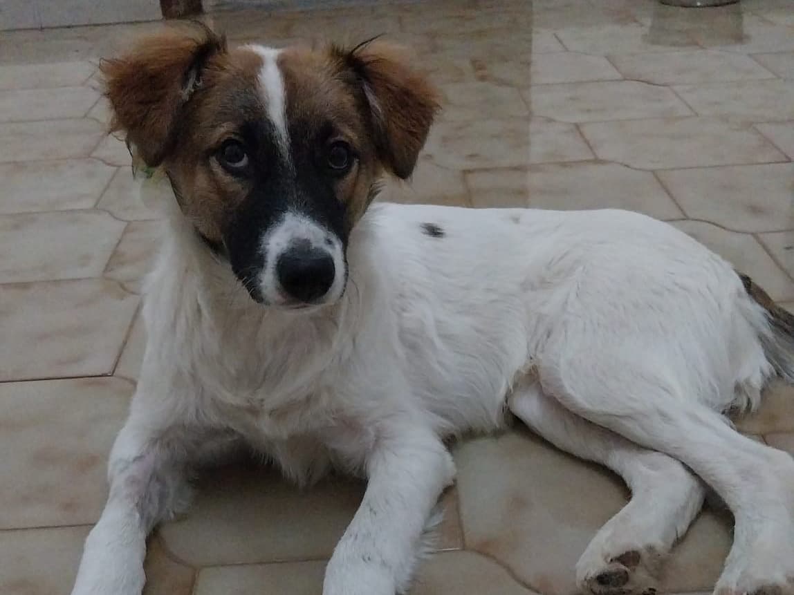 Pet photo 4