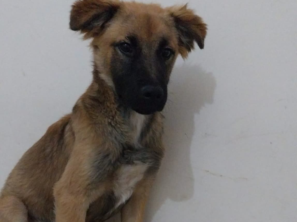 Pet photo 2