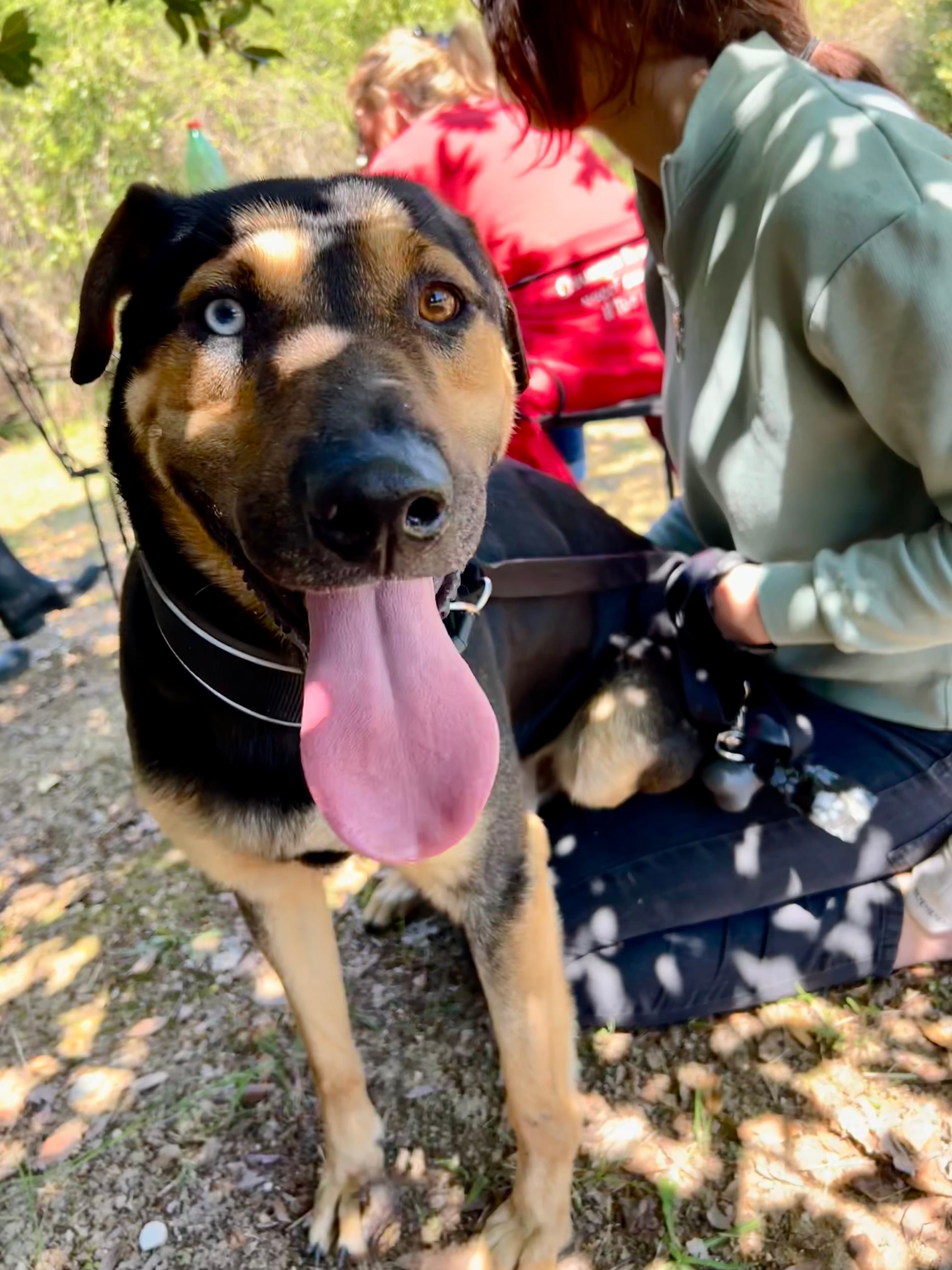 Achille – Meticcio – photo 1