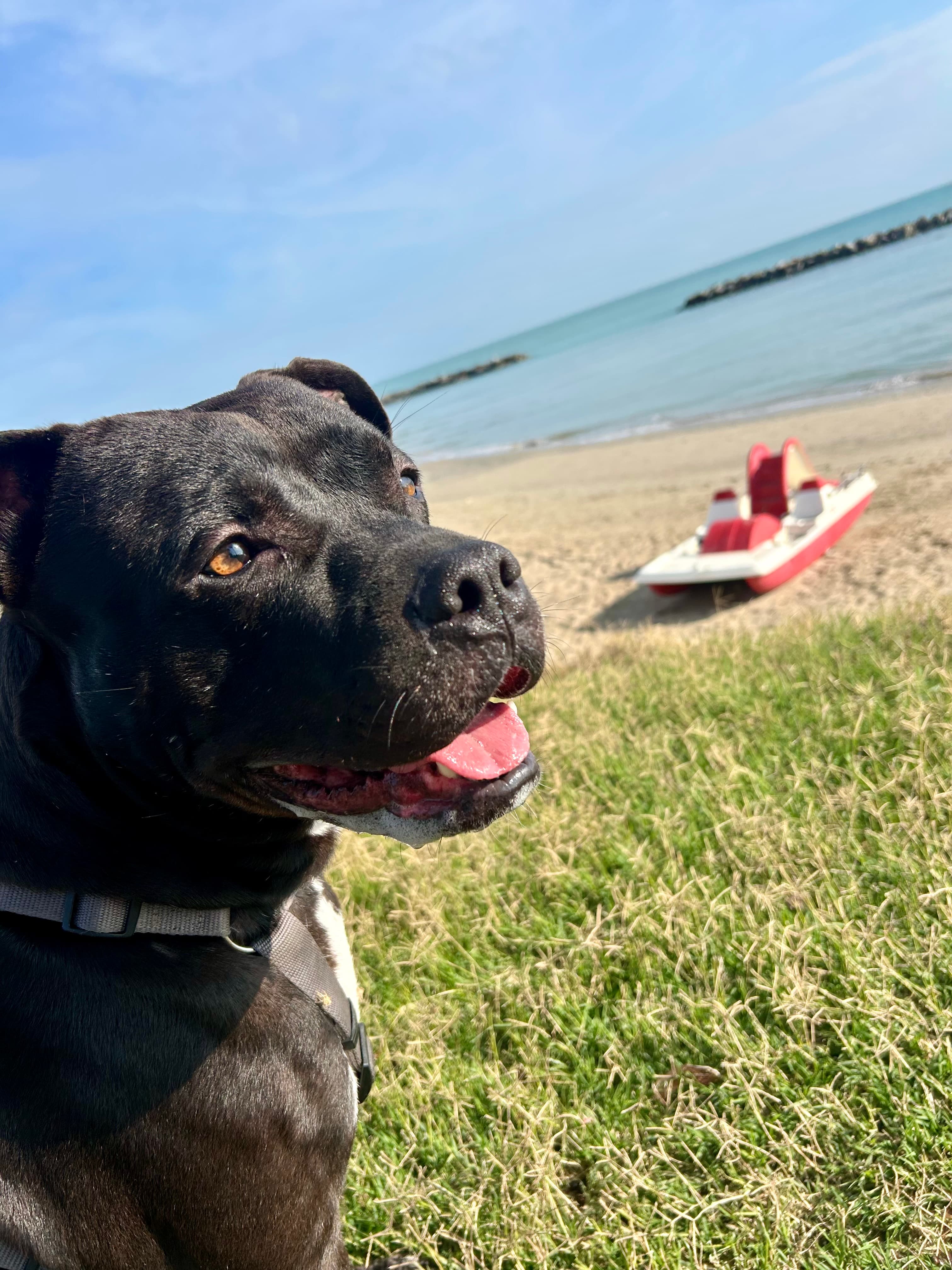 Black – Pit Bull – photo 2