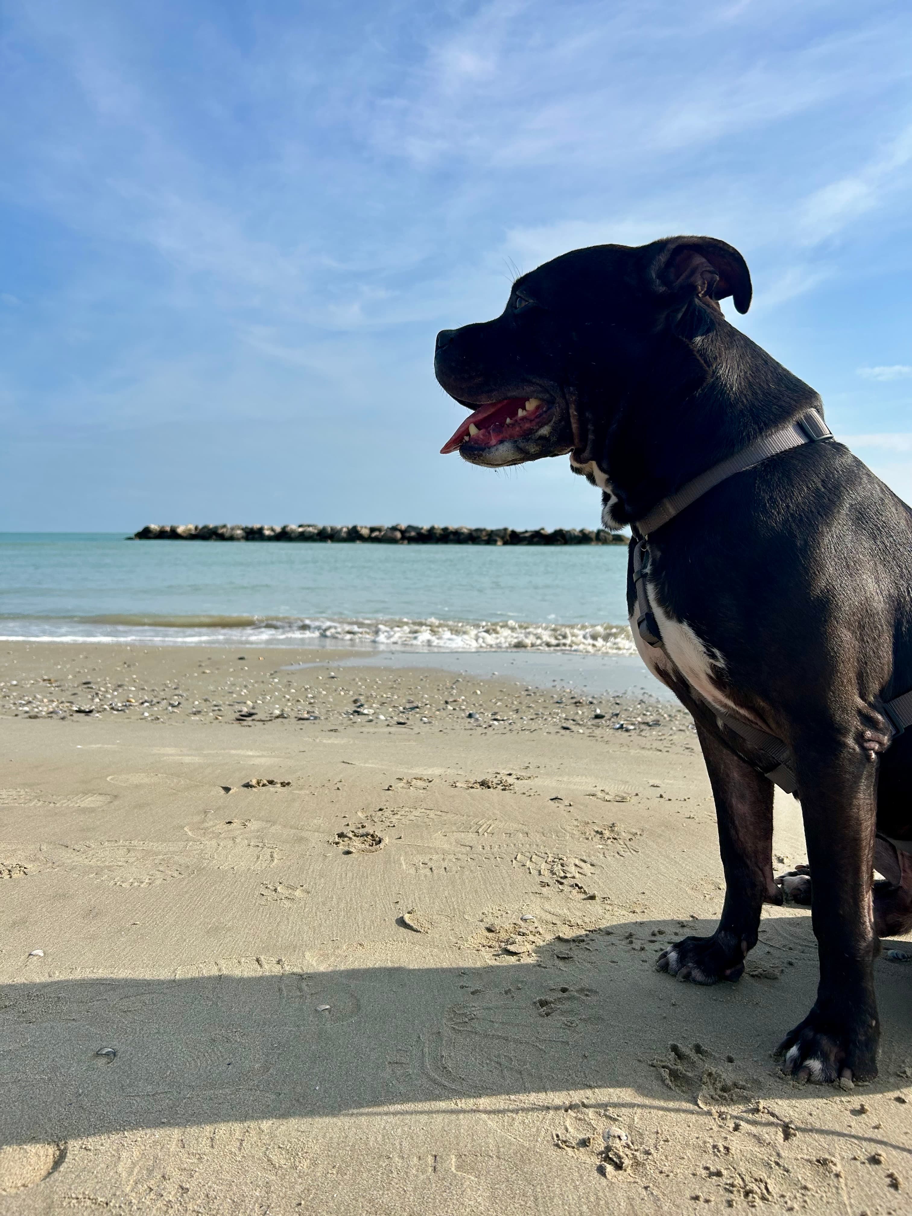 Black – Pit Bull – photo 3