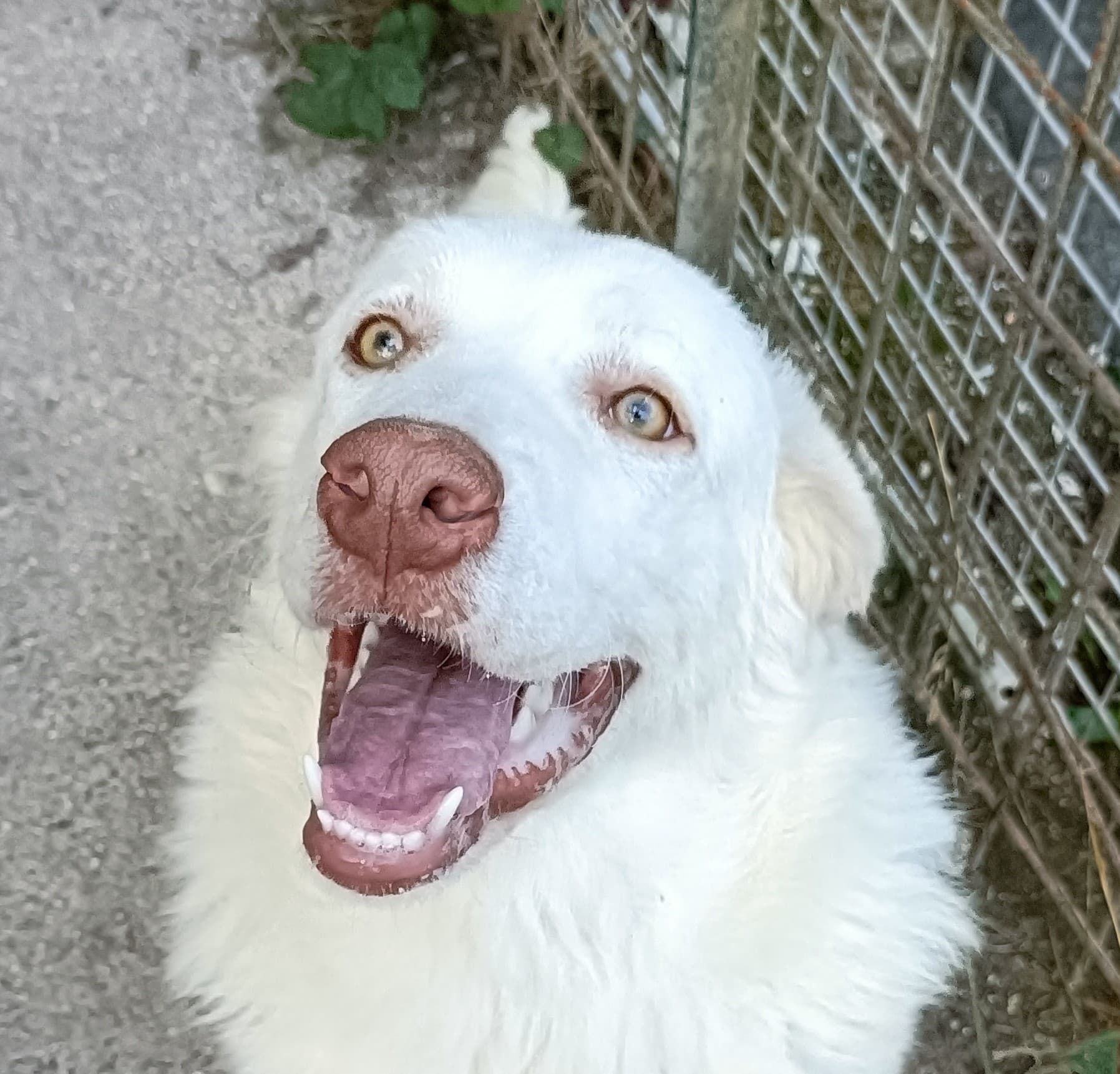 BELLA