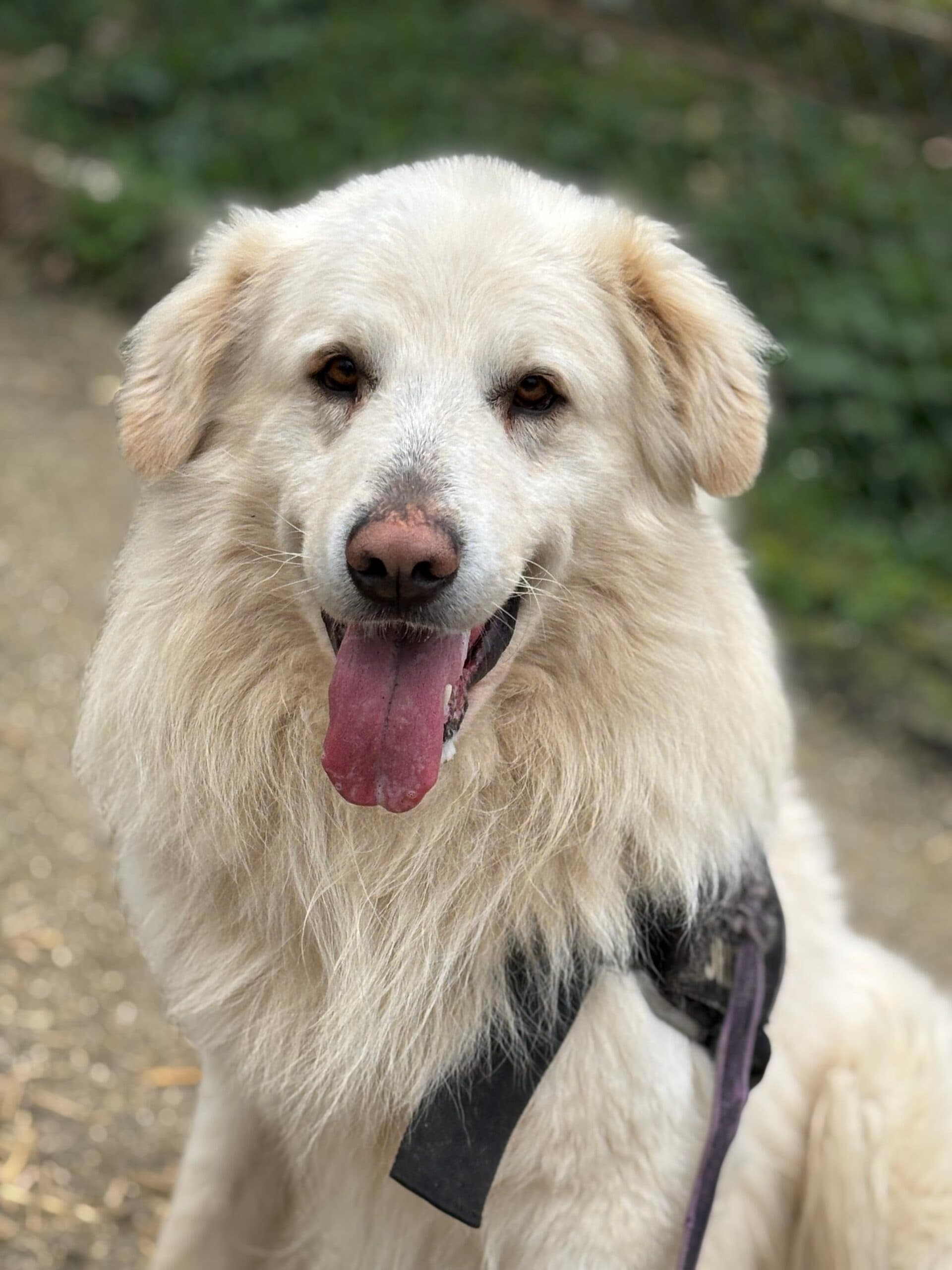 ELIO – Maremma Sheepdog – photo 1