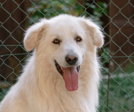 ELIO – Maremma Sheepdog – photo 2
