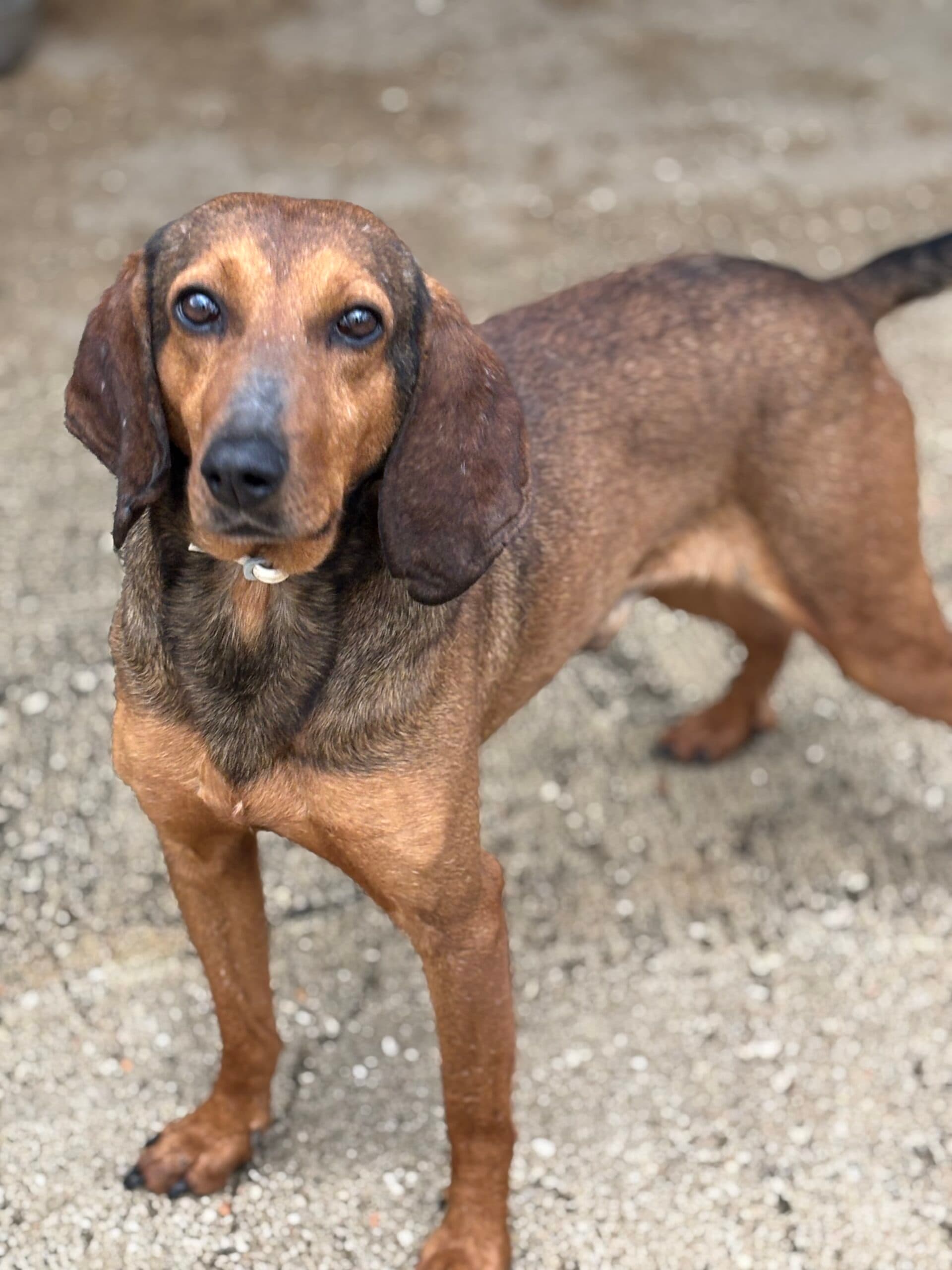 TOBIA – Segugio Italiano – photo 2