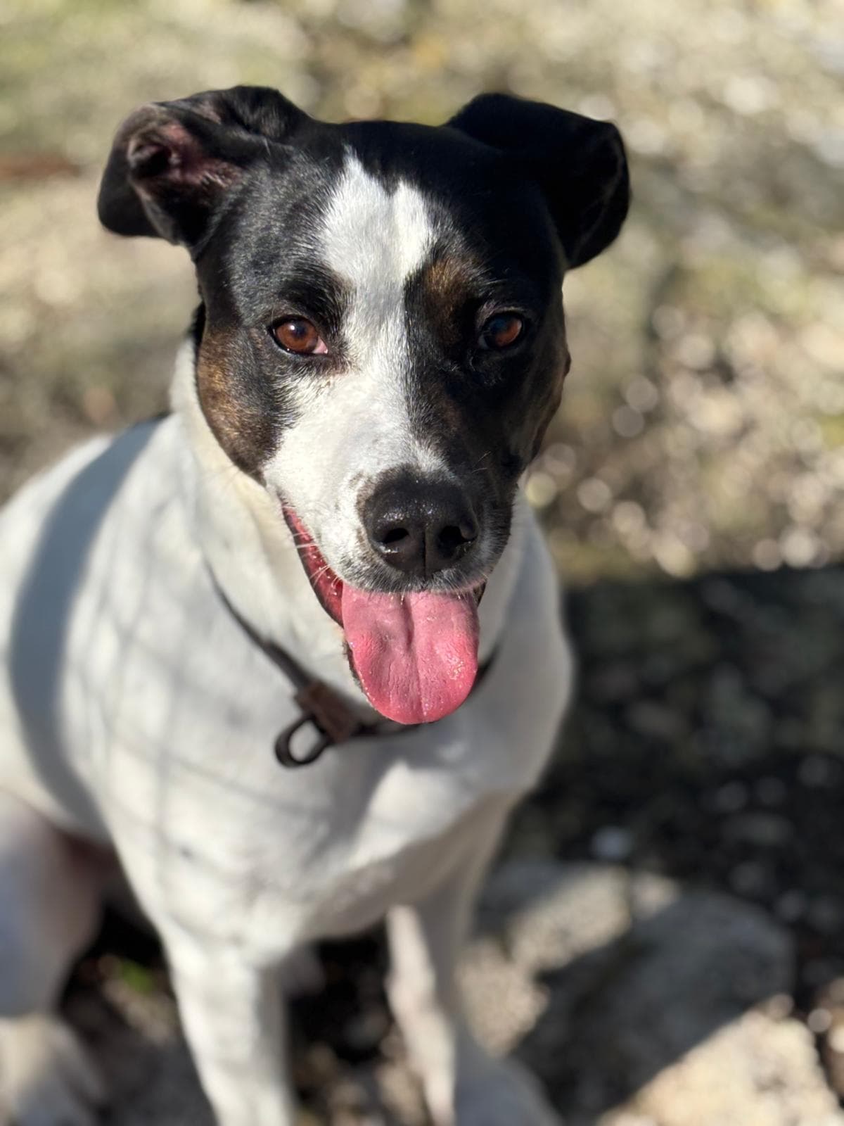 ISOTTA – Half Breed – photo 1