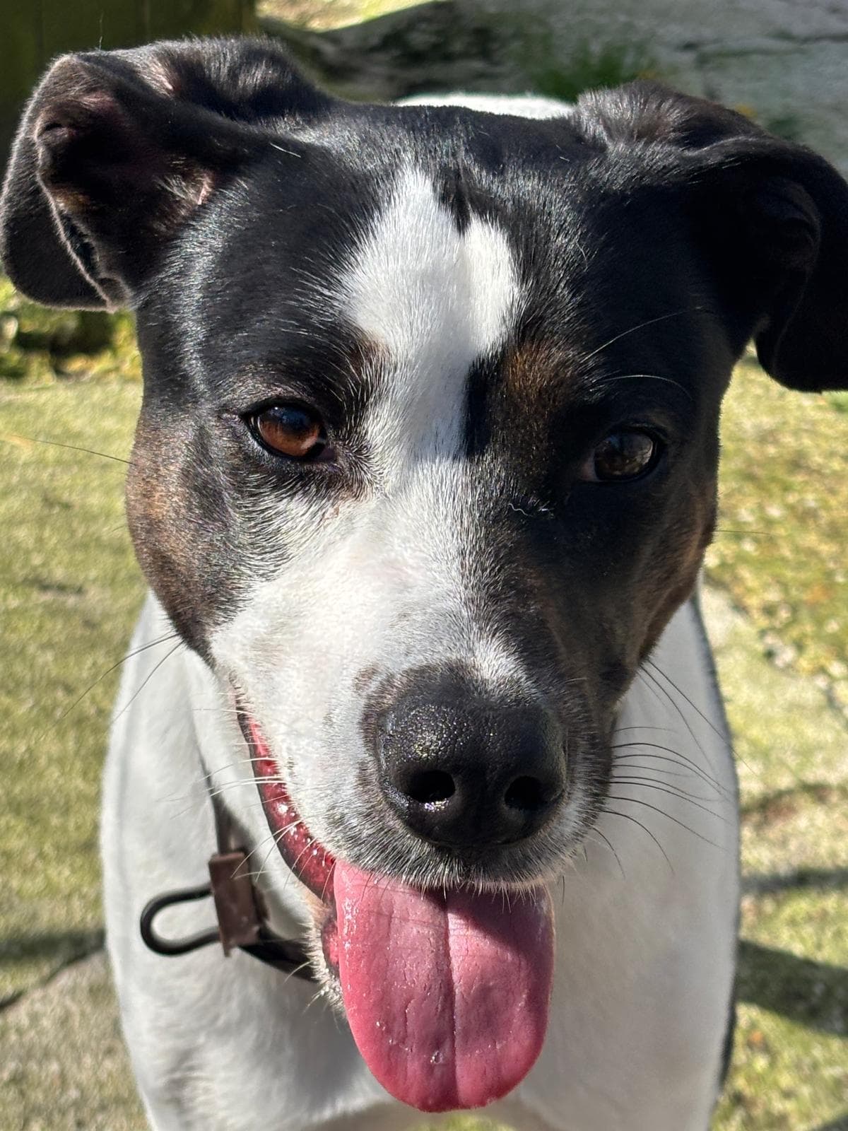 ISOTTA – Half Breed – photo 2