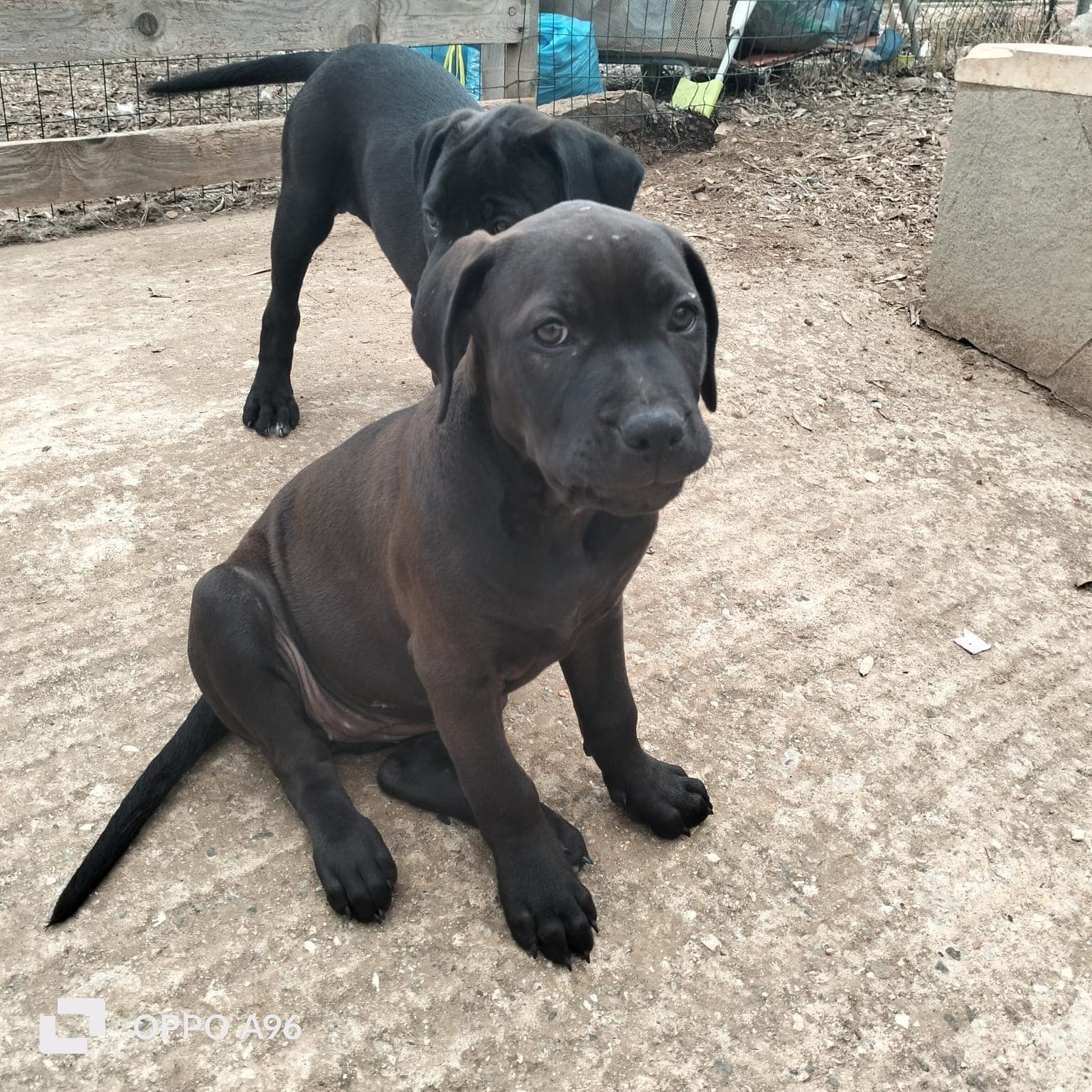 ADELE  – American Pit Bull Terrier – photo 1