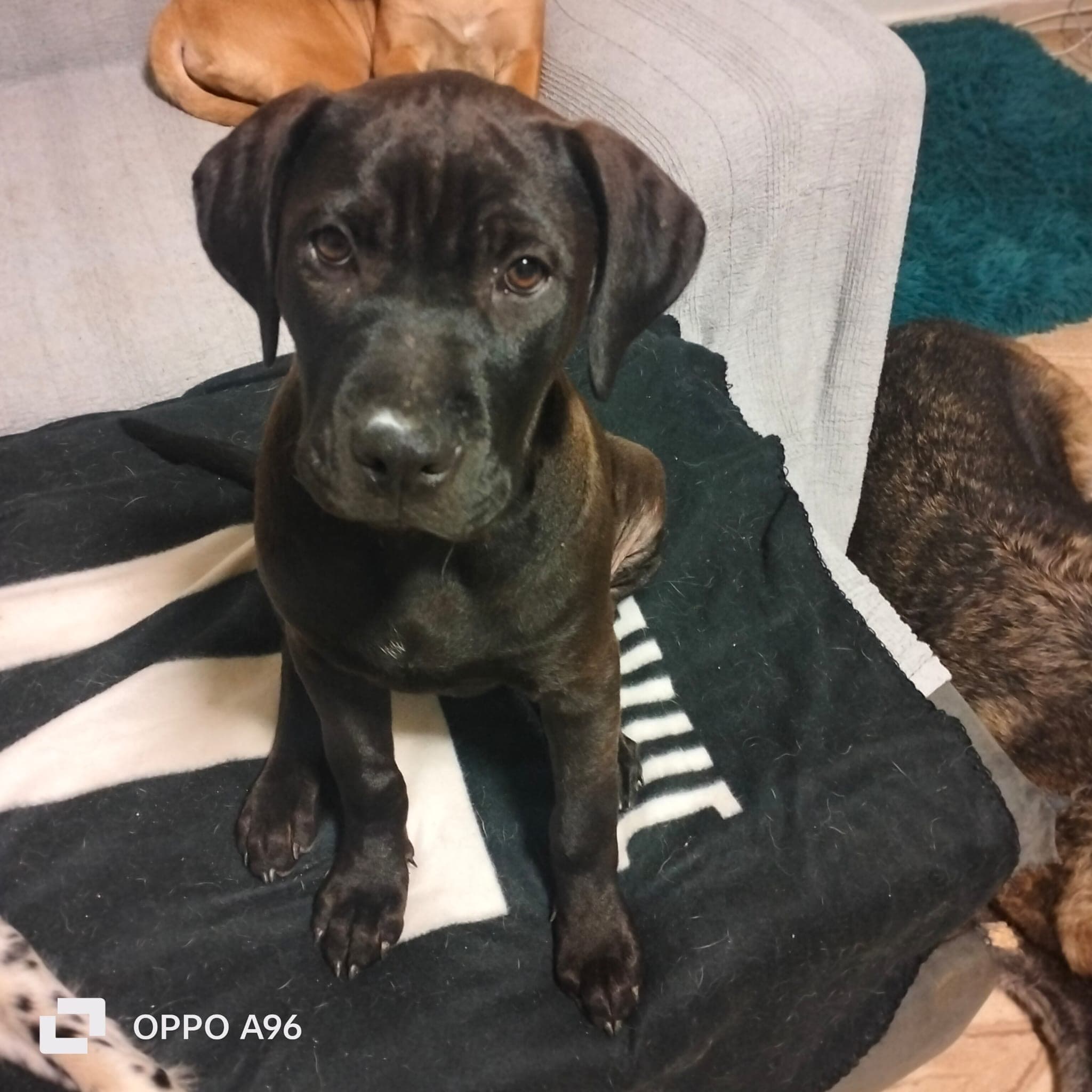 ADELE  – American Pit Bull Terrier – photo 2