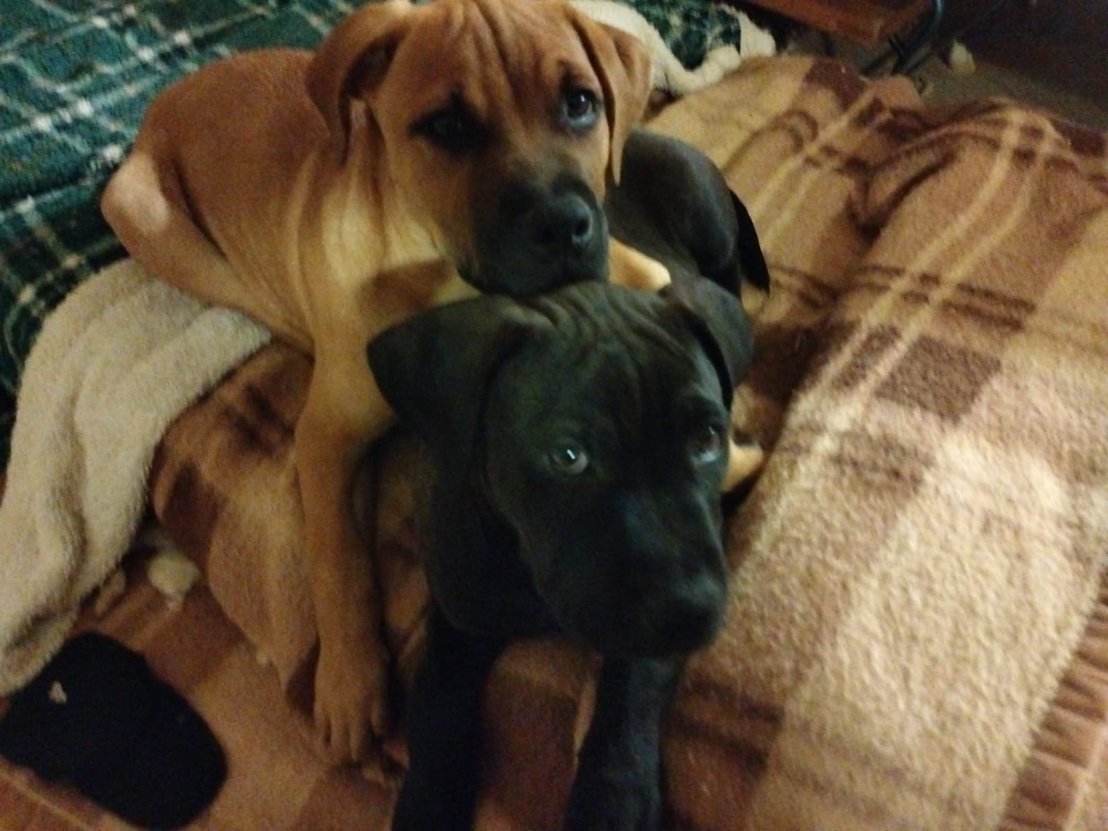 ADELE  – American Pit Bull Terrier – photo 3