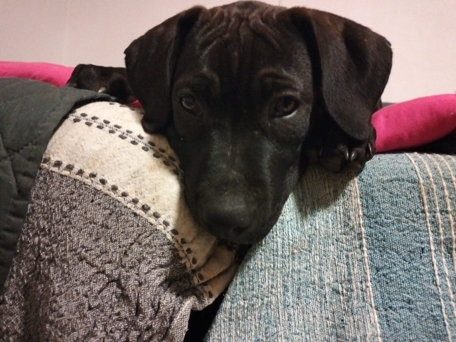 ADELE  – American Pit Bull Terrier – photo 4