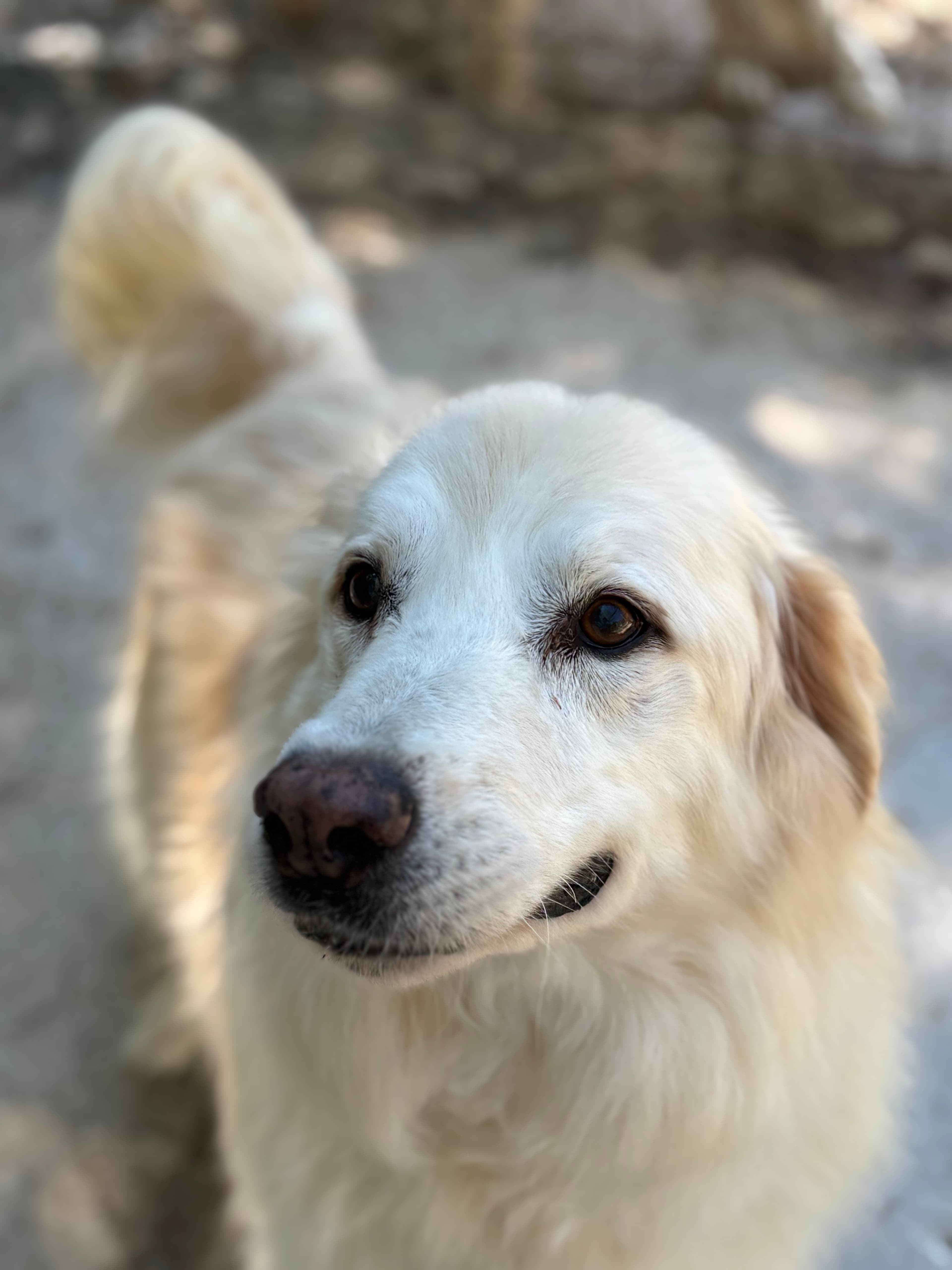 RUSTY – Maremma Sheepdog – photo 1