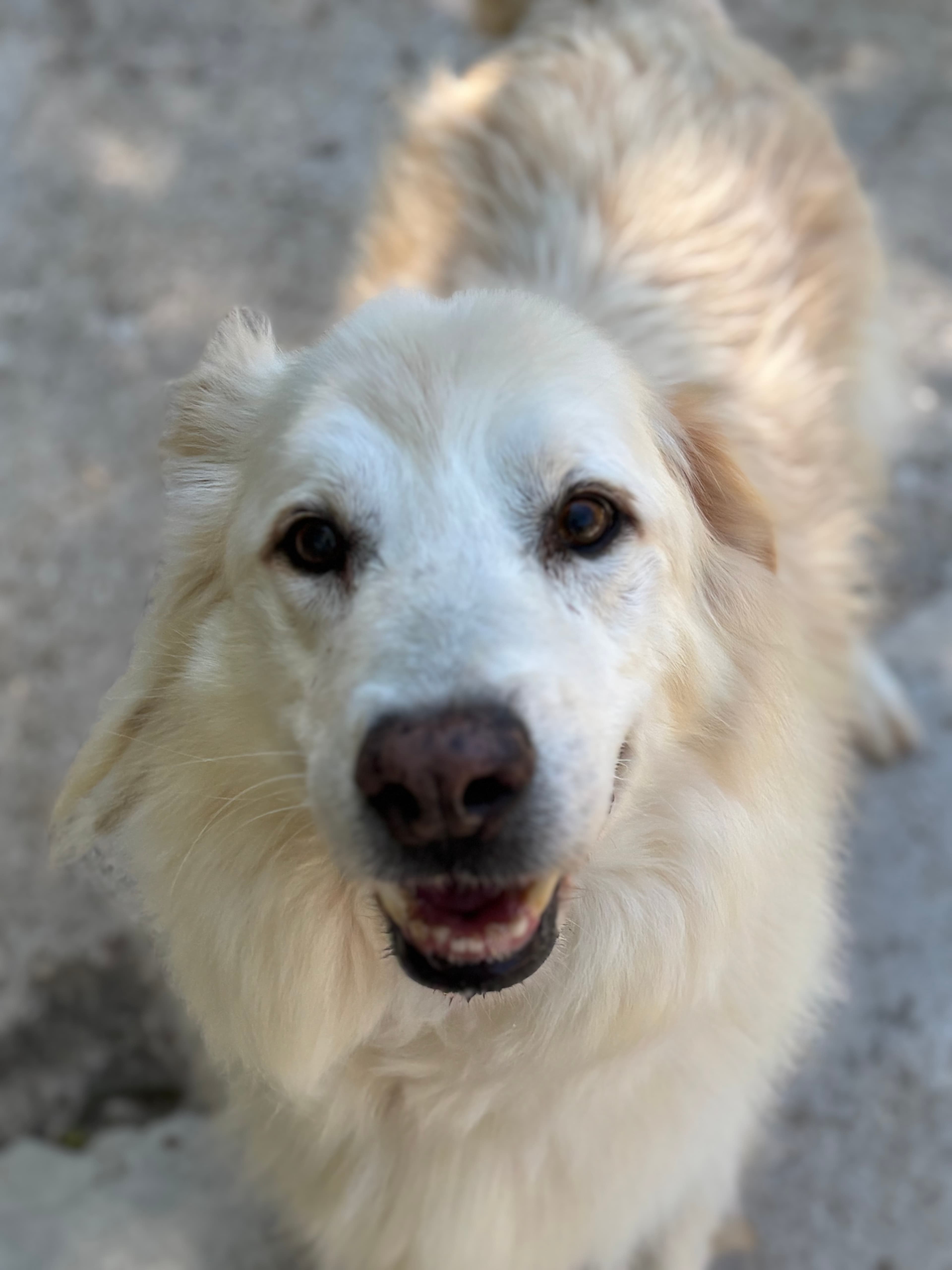 RUSTY – Maremma Sheepdog – photo 2