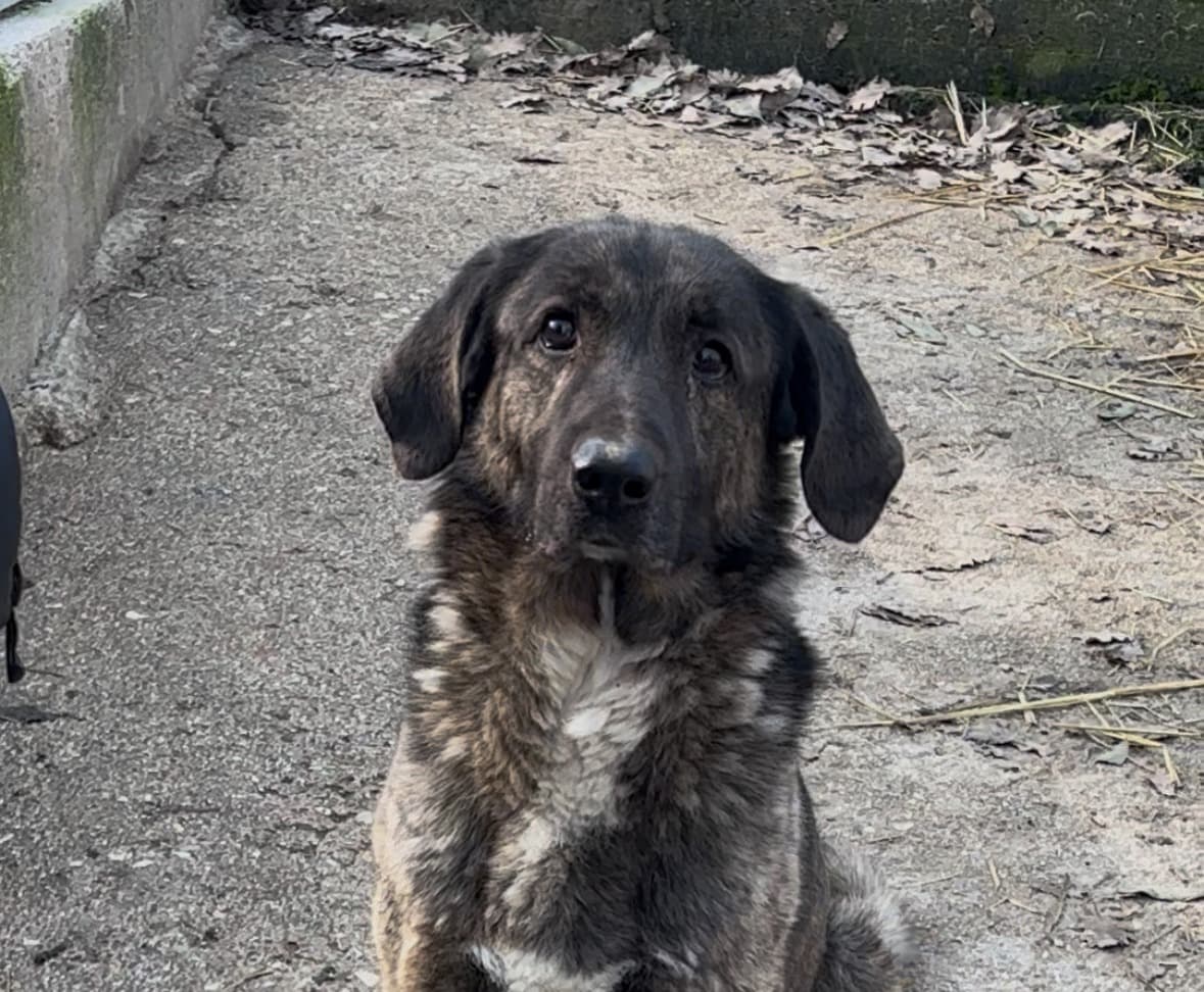 BORIS – Half Breed – photo 4