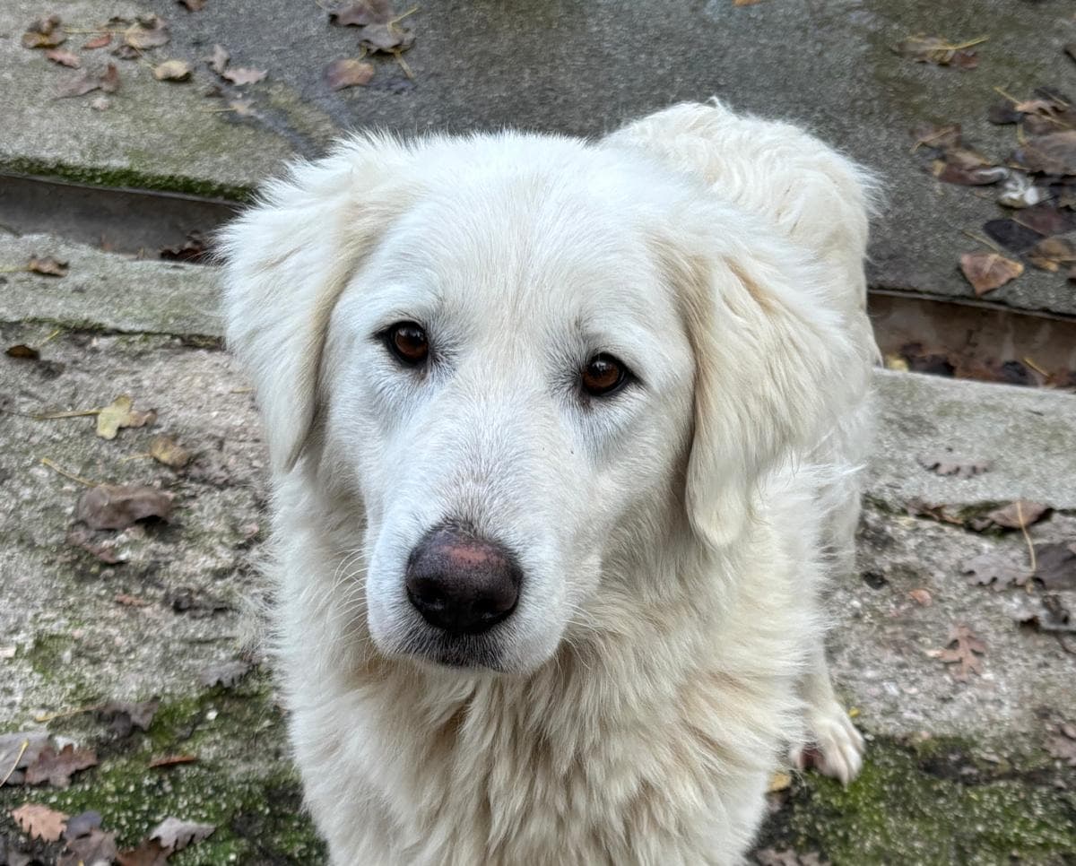 IVA – Pastore Maremmano – photo 1