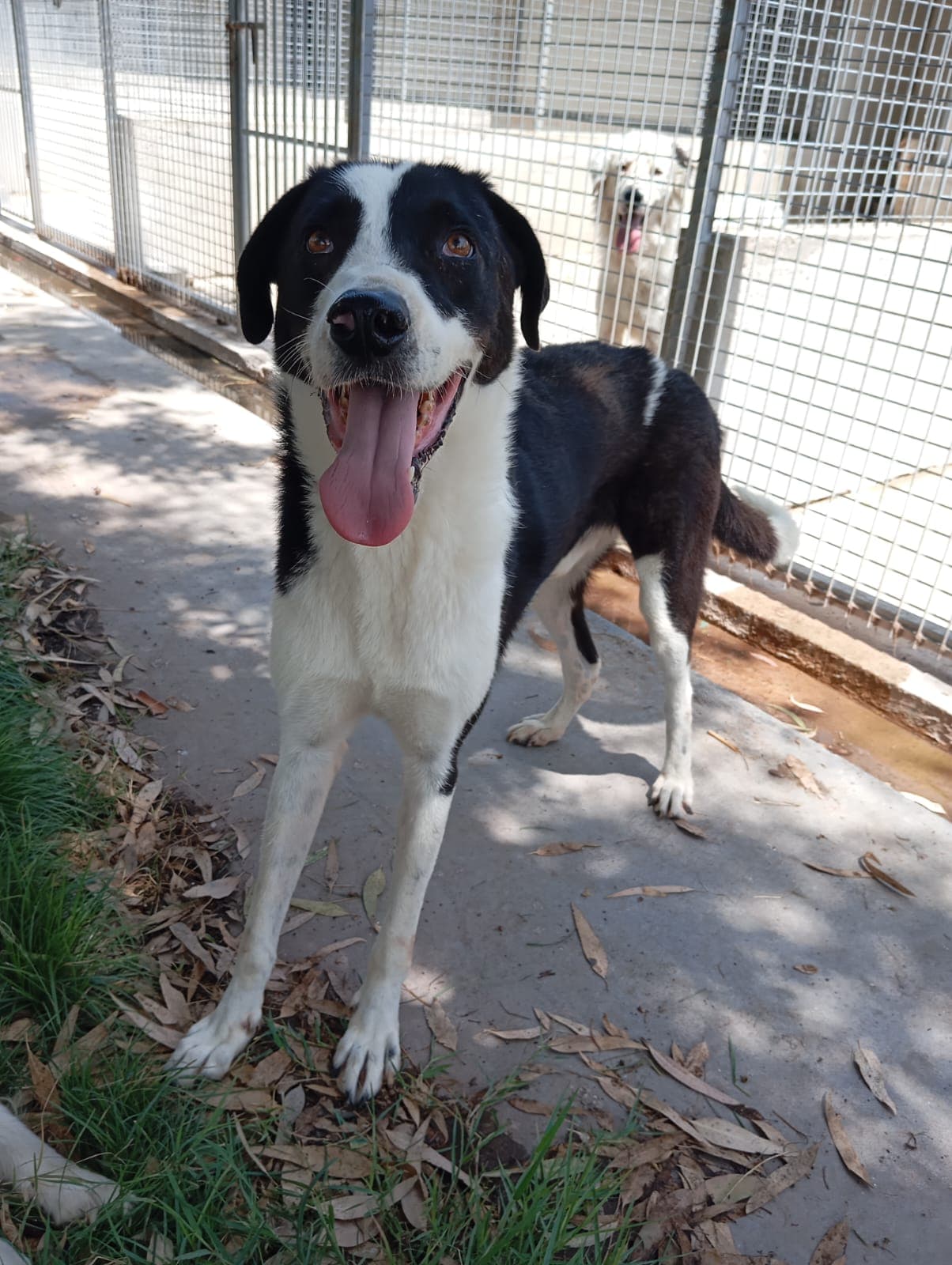 Orsetto – Meticcio – photo 1