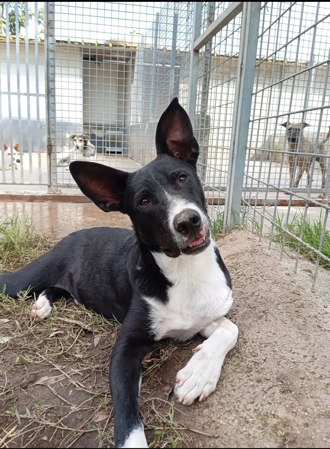 Ringo – Meticcio – photo 1