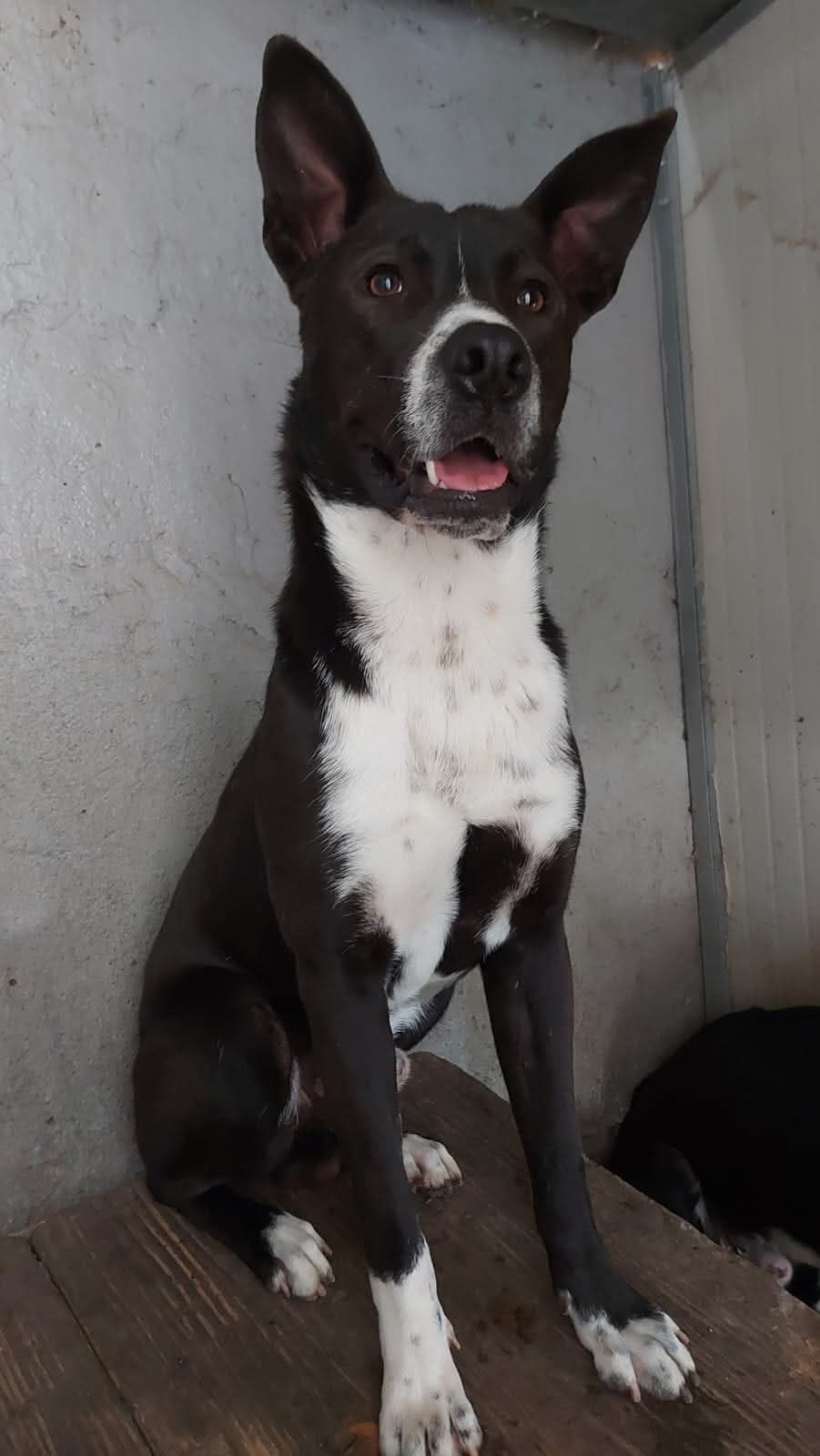 Pepe – Half Breed – photo 1