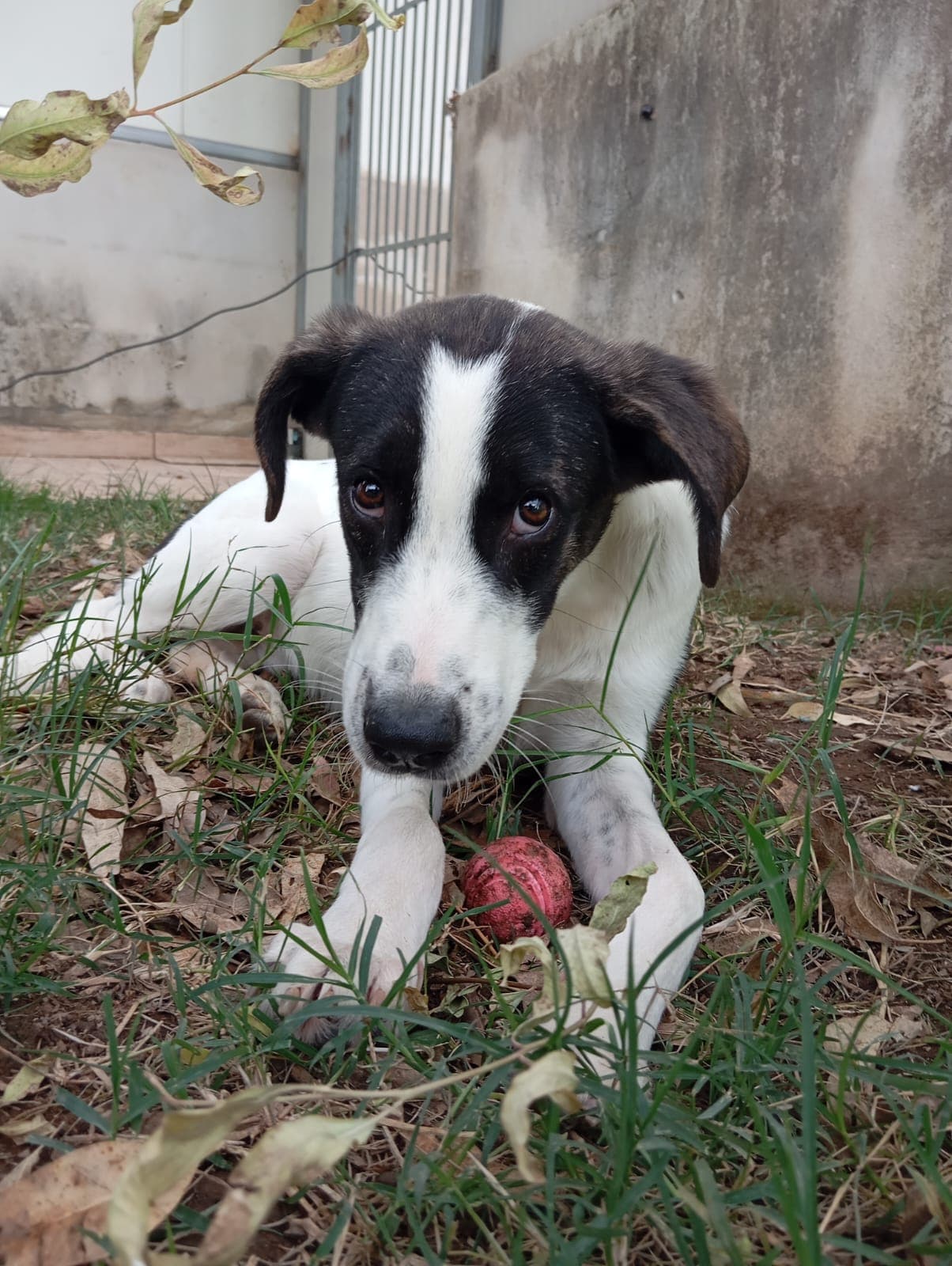 Snoopy  – Meticcio – photo 1