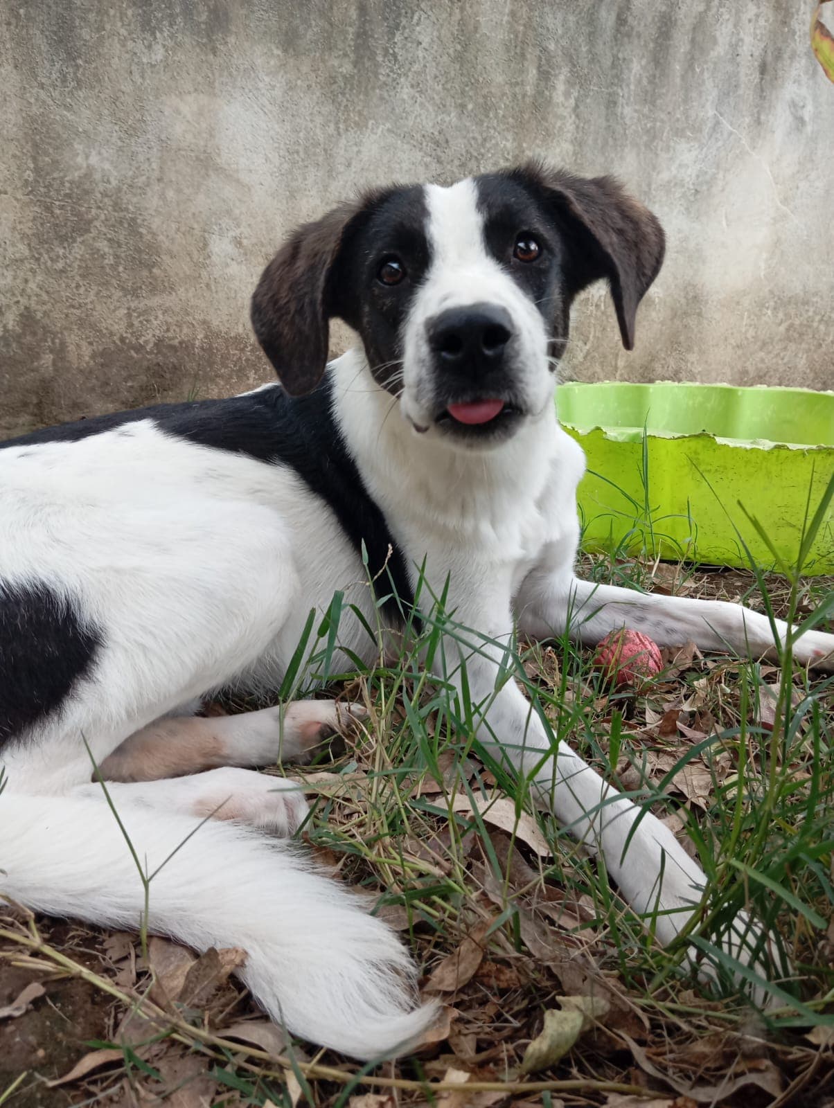 Snoopy  – Meticcio – photo 2